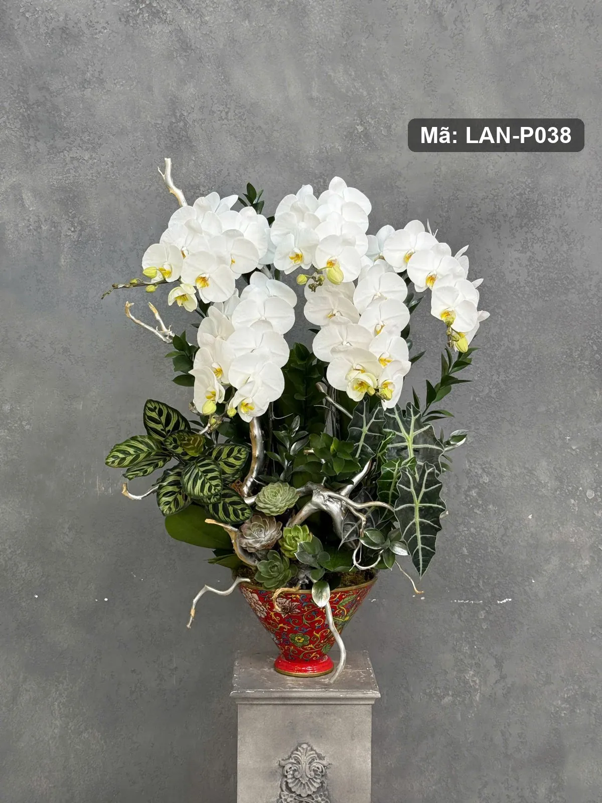 Chậu lan hồ điệp trắng — LAN-P038 - Thumbnail 2