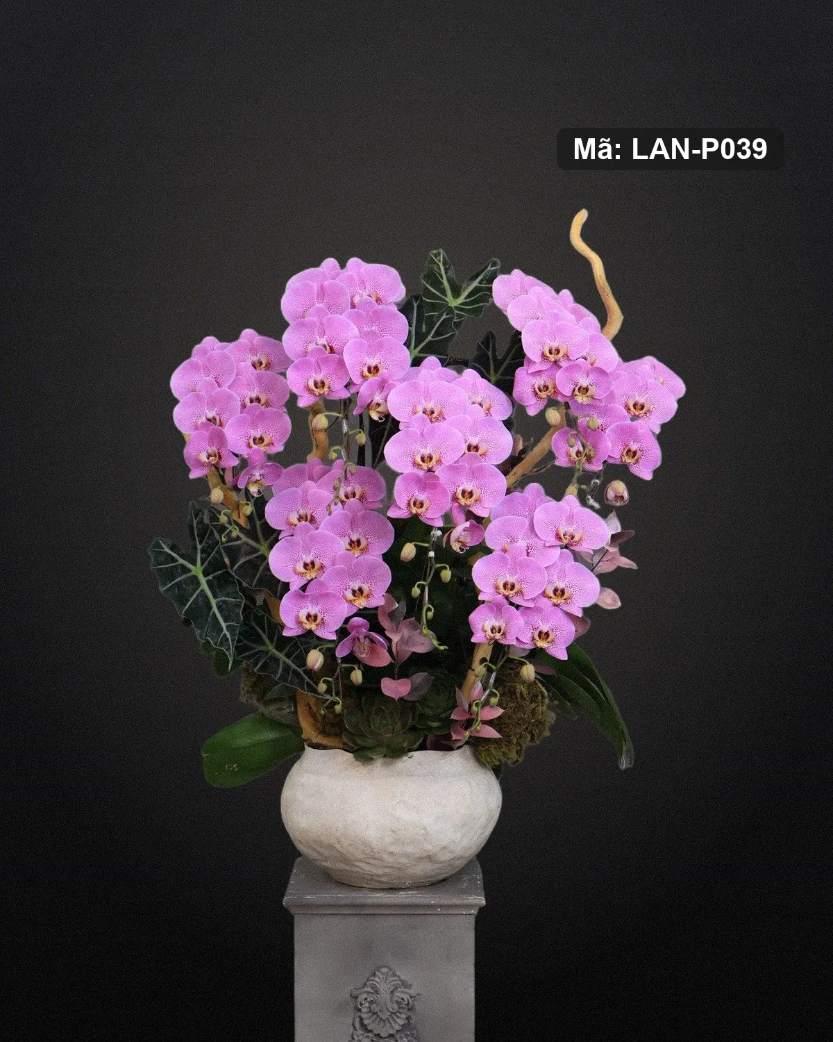 Chậu lan hồ điệp tím hồng — LAN-P039