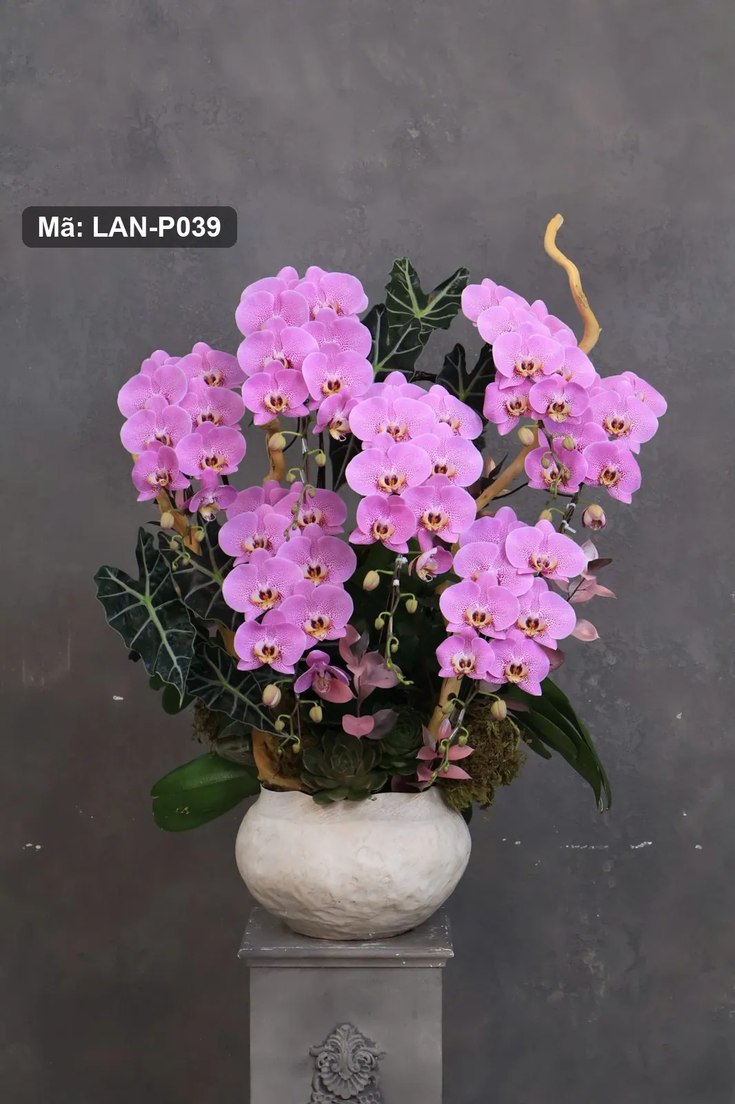 Chậu lan hồ điệp tím hồng — LAN-P039 — góc khác