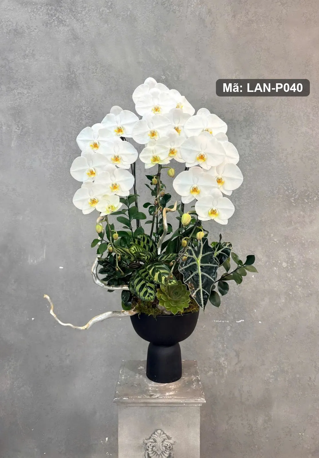 Chậu lan hồ điệp trắng — LAN-P040 - Thumbnail 2