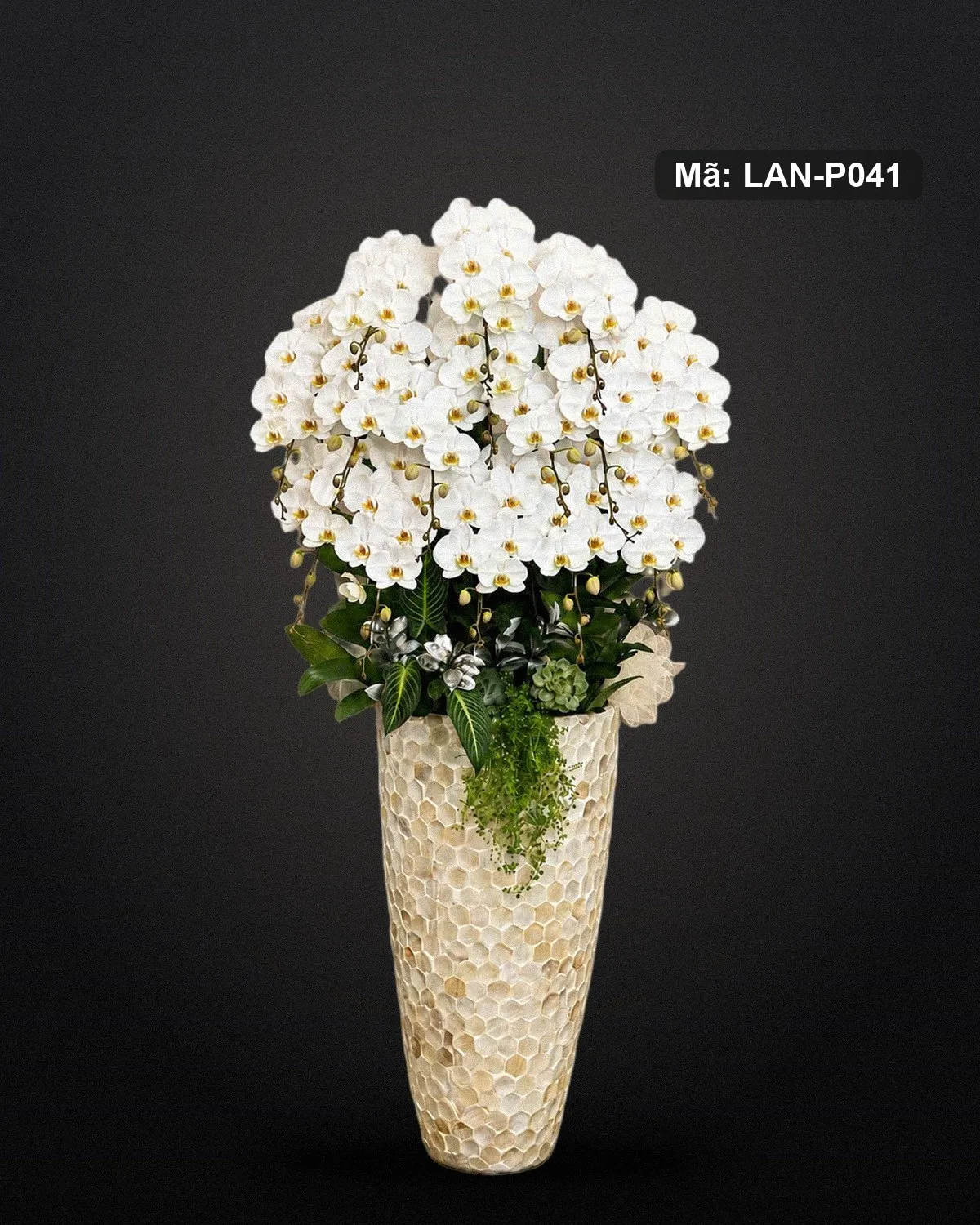 Chậu lan hồ điệp trắng — LAN-P041