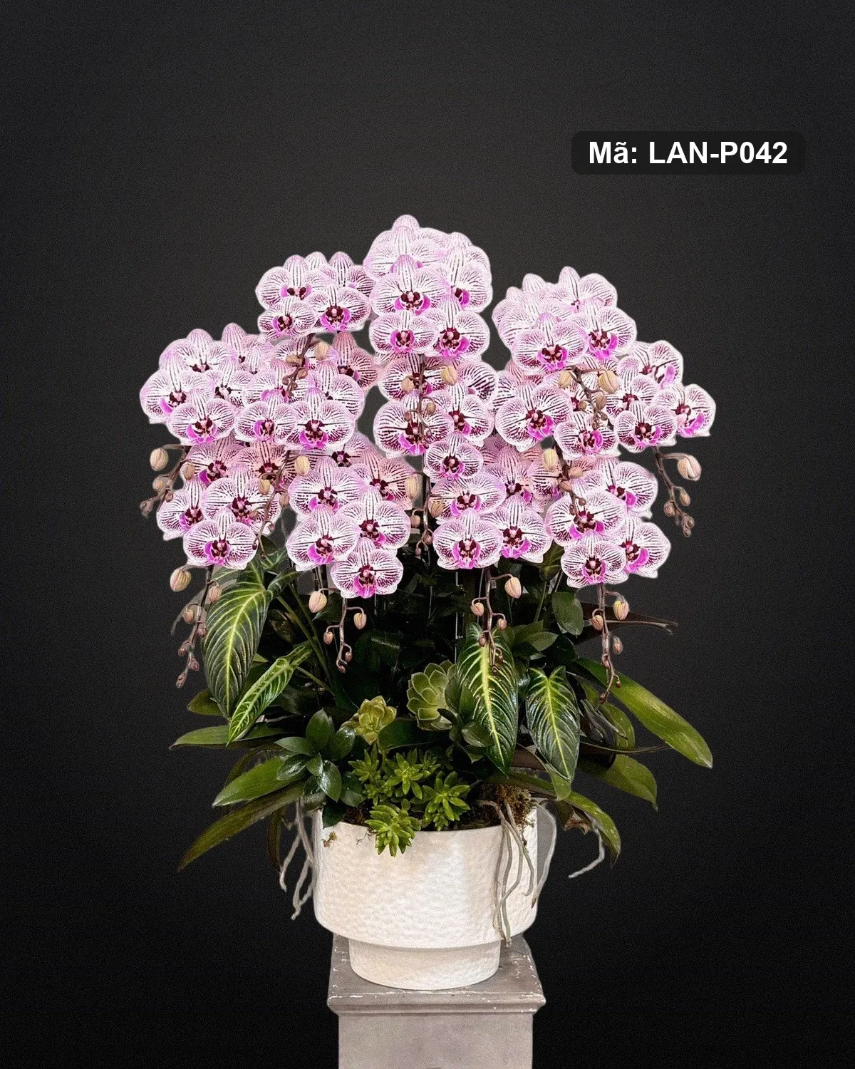 Chậu lan hồ điệp trắng đốm tím — LAN-P042