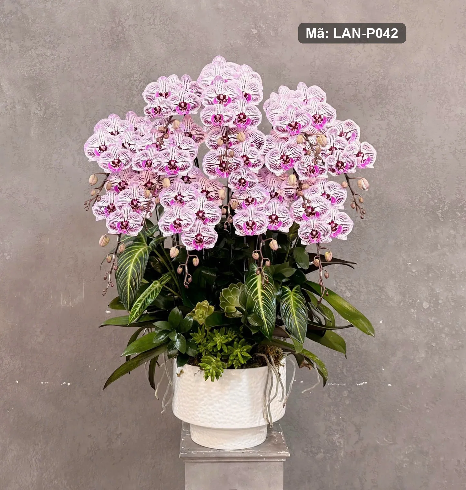Chậu lan hồ điệp trắng đốm tím — LAN-P042 — góc khác