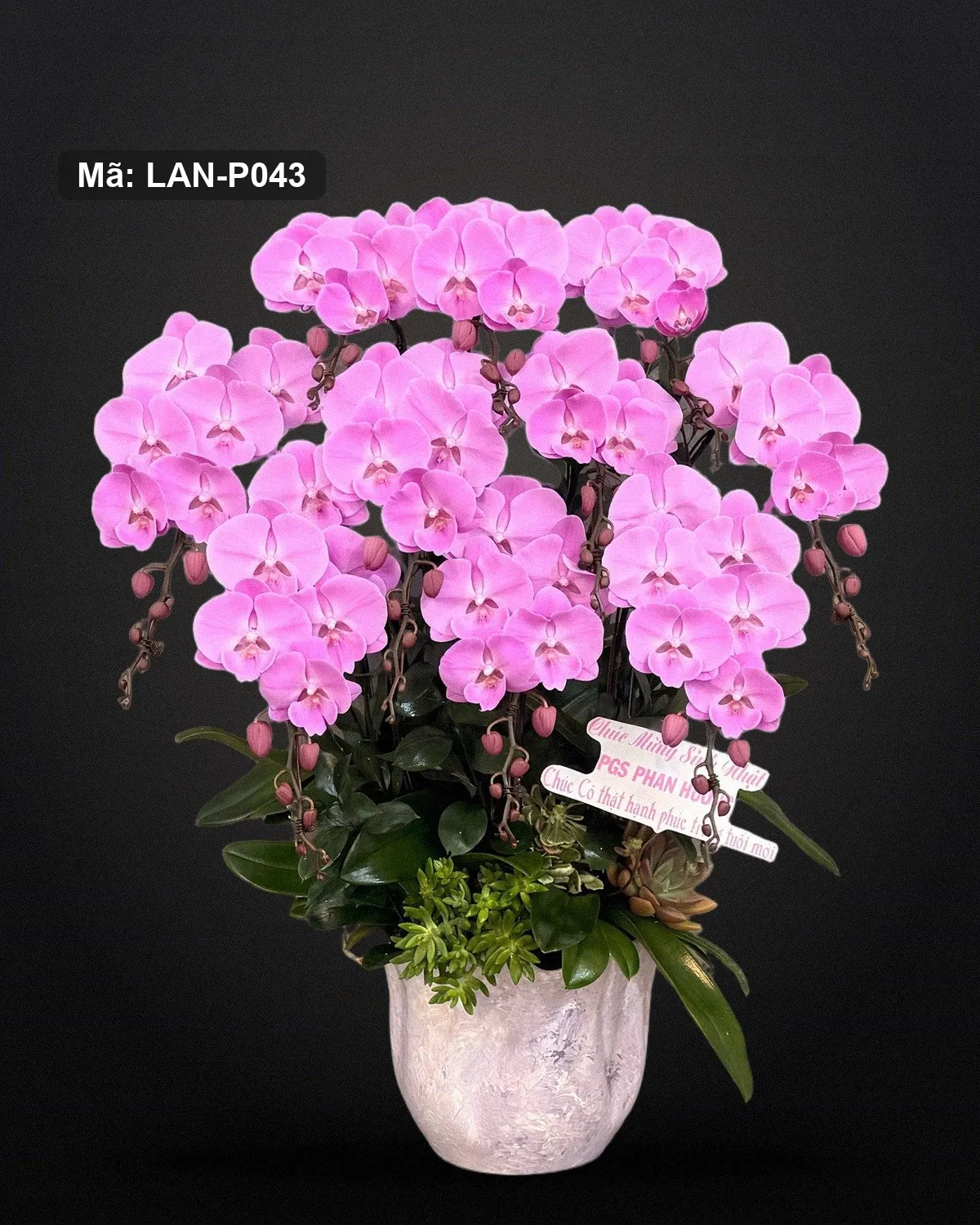 Chậu lan hồ điệp hồng — LAN-P043