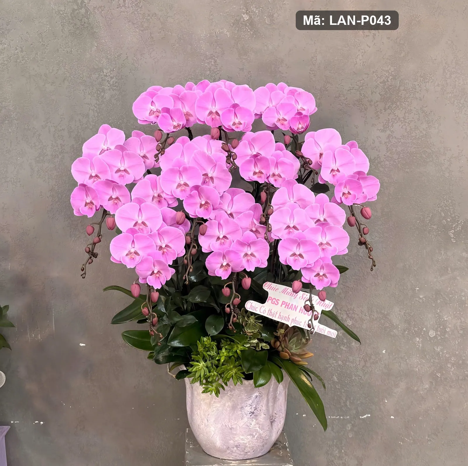 Chậu lan hồ điệp hồng — LAN-P043 — góc khác