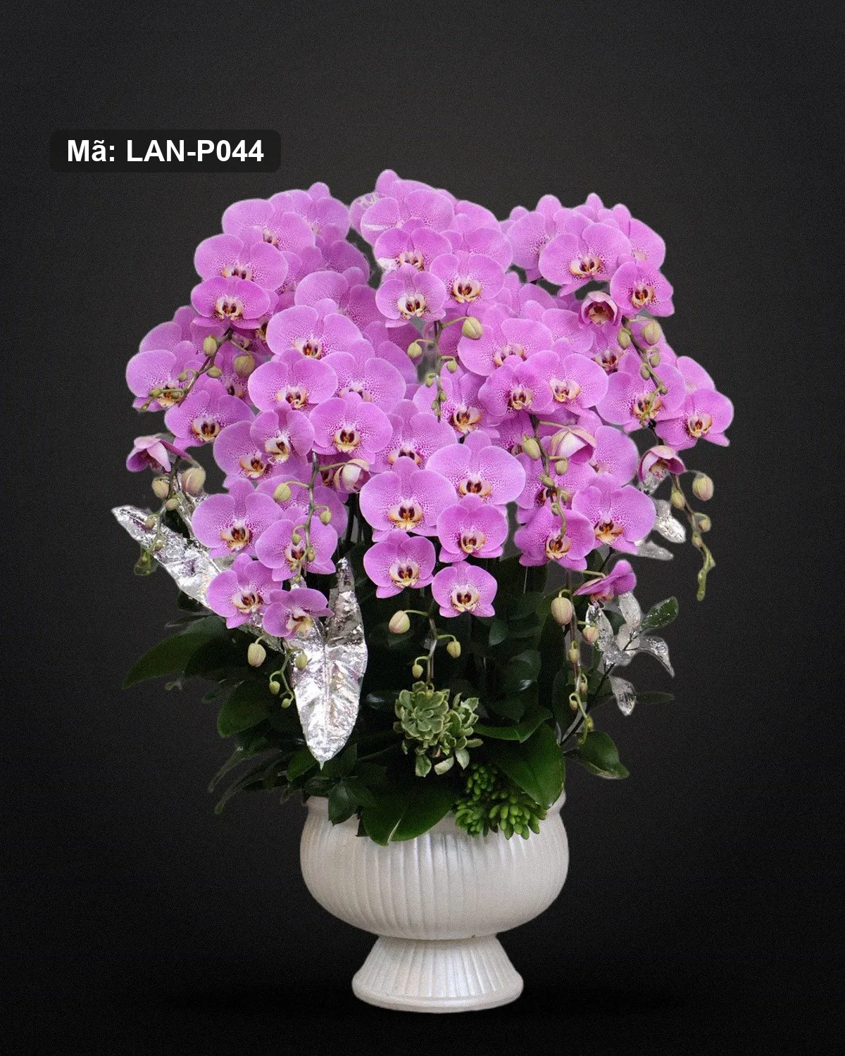 Chậu lan hồ điệp tím hồng — LAN-P044