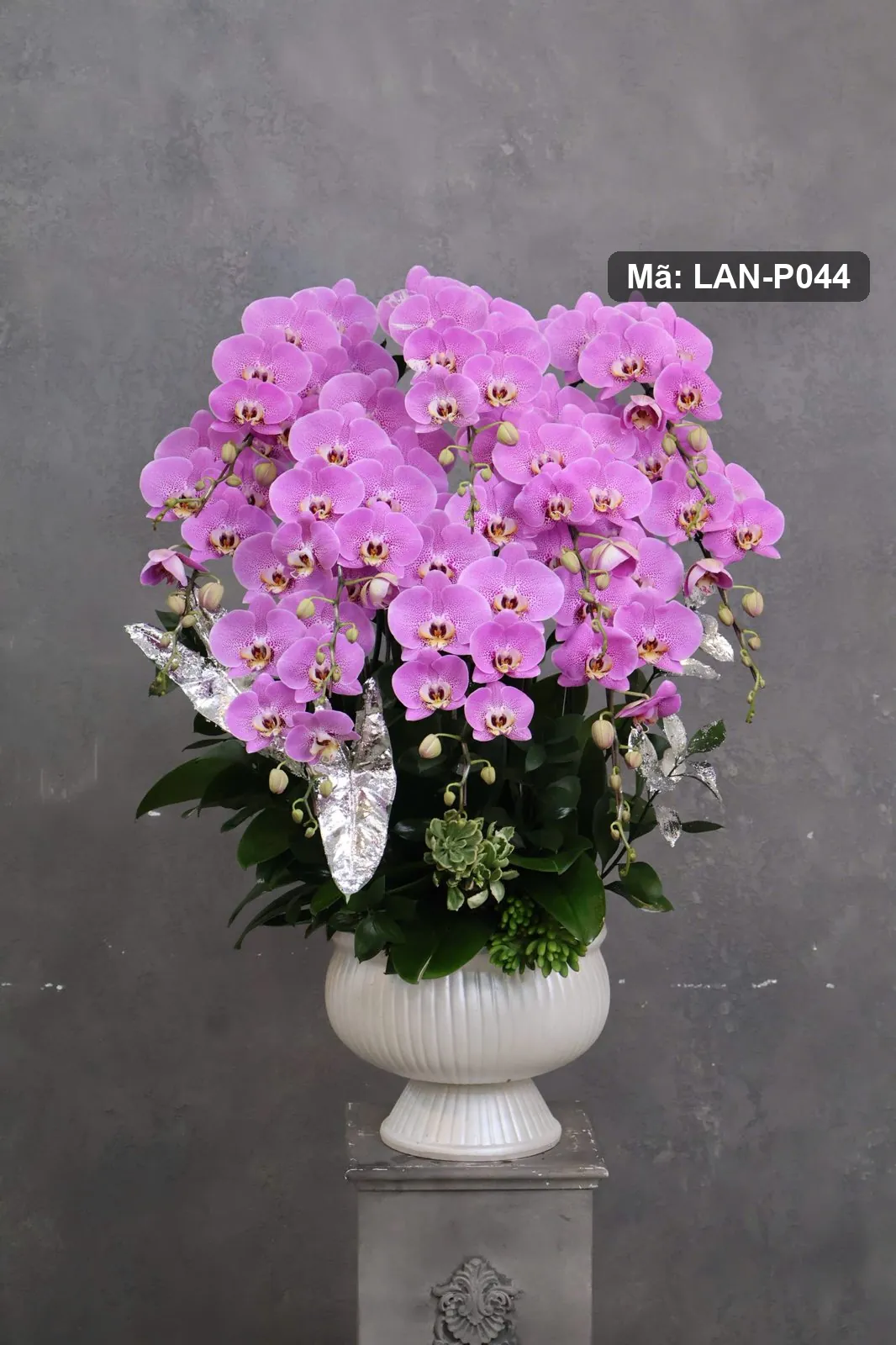 Chậu lan hồ điệp tím hồng — LAN-P044 — góc khác