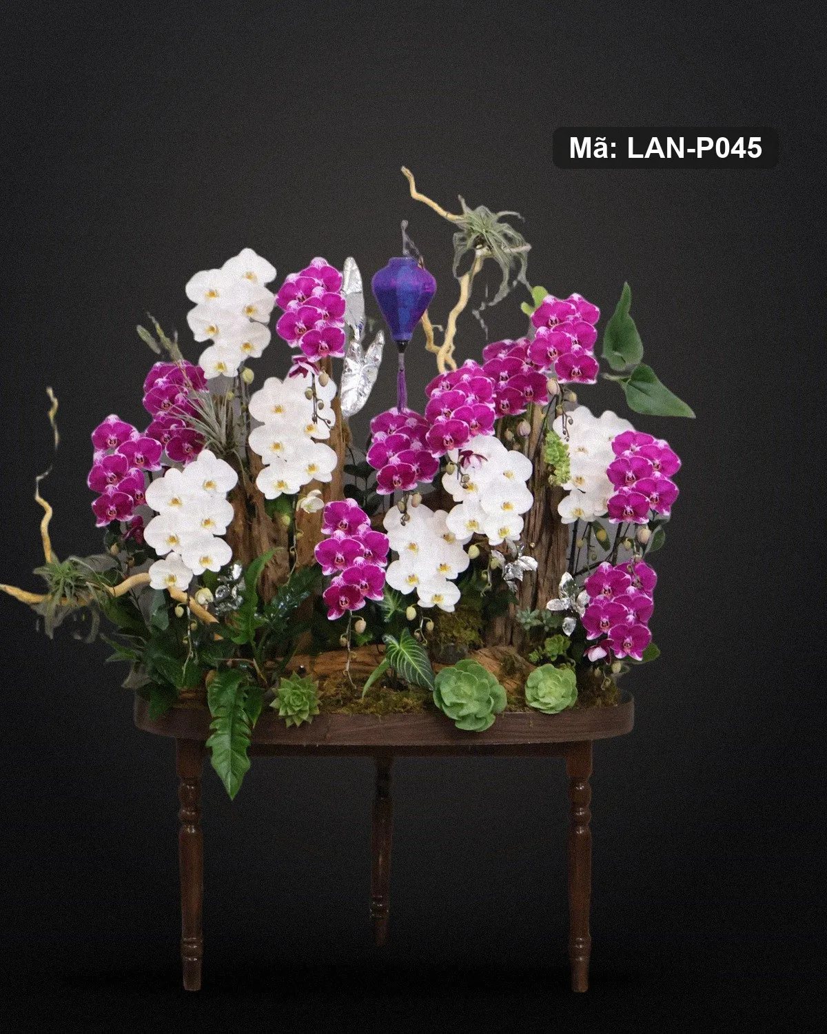 Chậu lan hồ điệp tím và trắng — LAN-P045