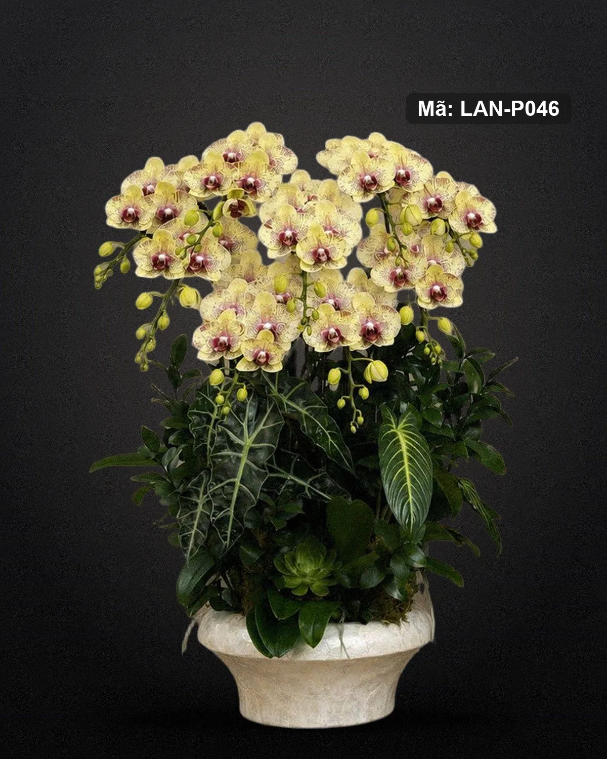 Chậu lan hồ điệp vàng — LAN-P046