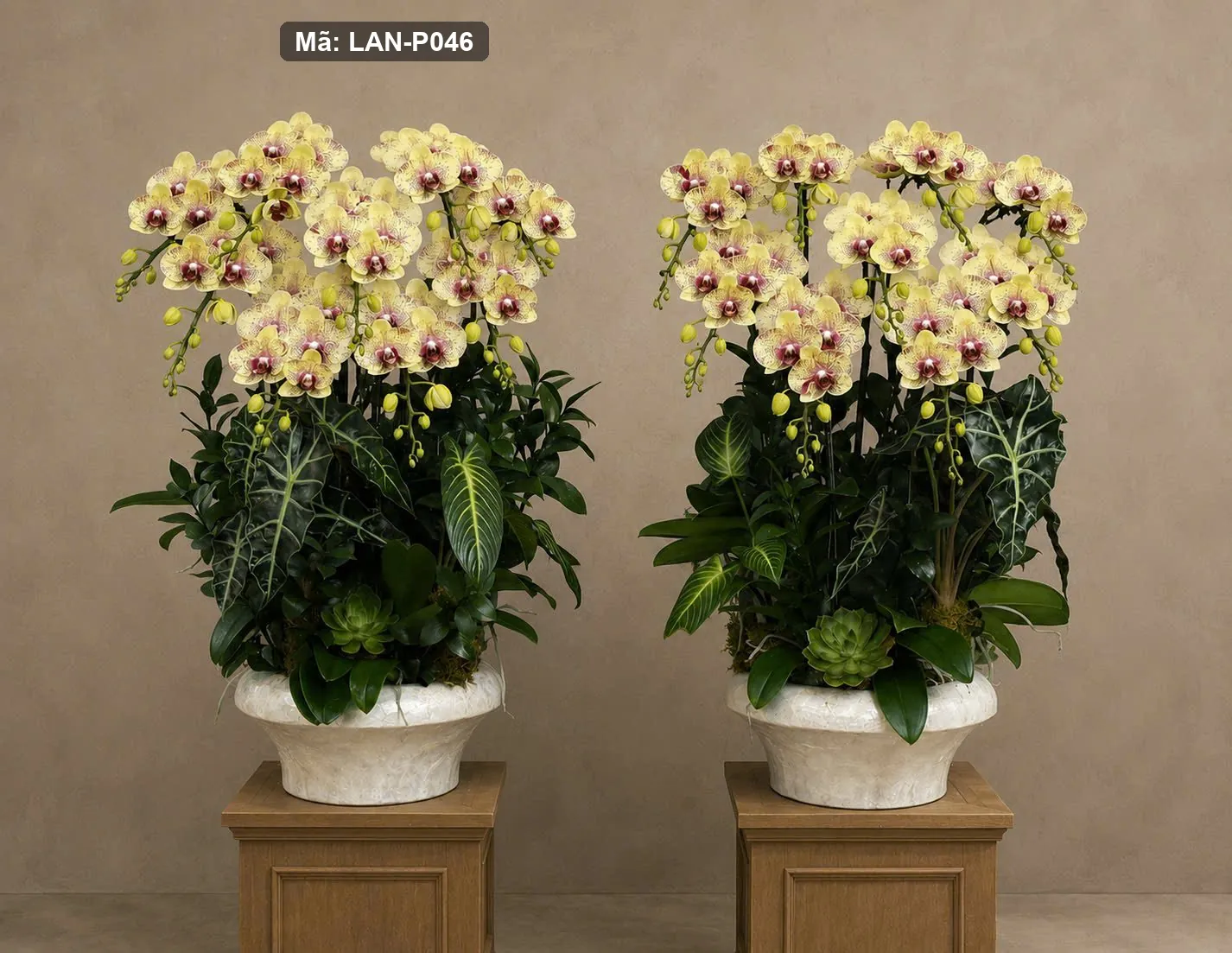 Chậu lan hồ điệp vàng — LAN-P046 — góc khác
