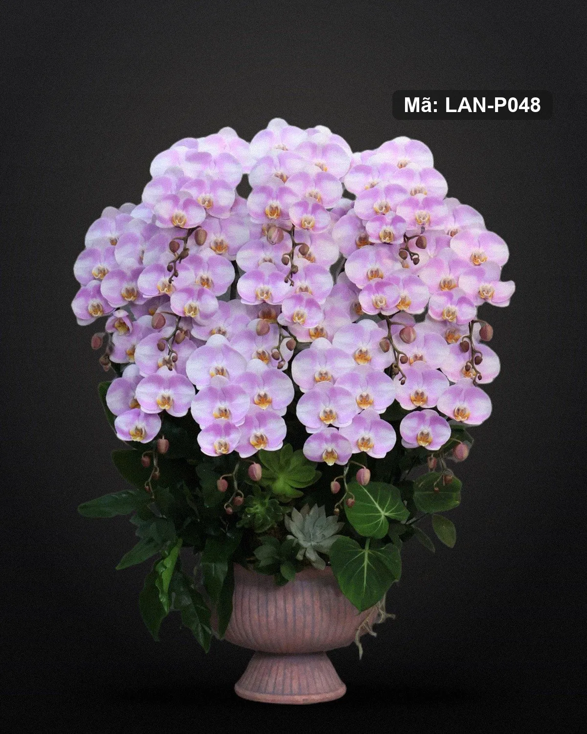 Chậu lan hồ điệp tím lavender — LAN-P048