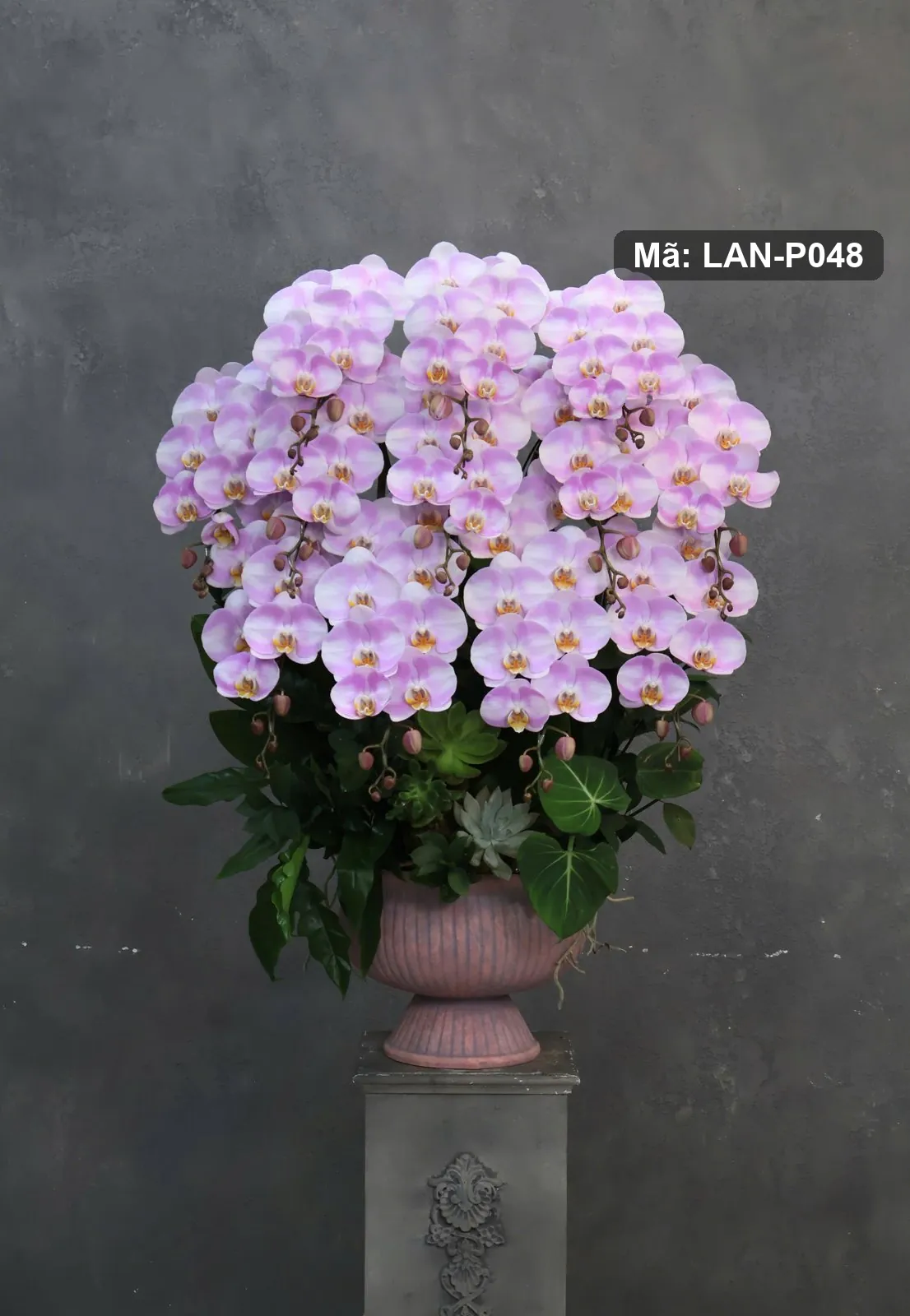 Chậu lan hồ điệp tím lavender — LAN-P048 — góc khác