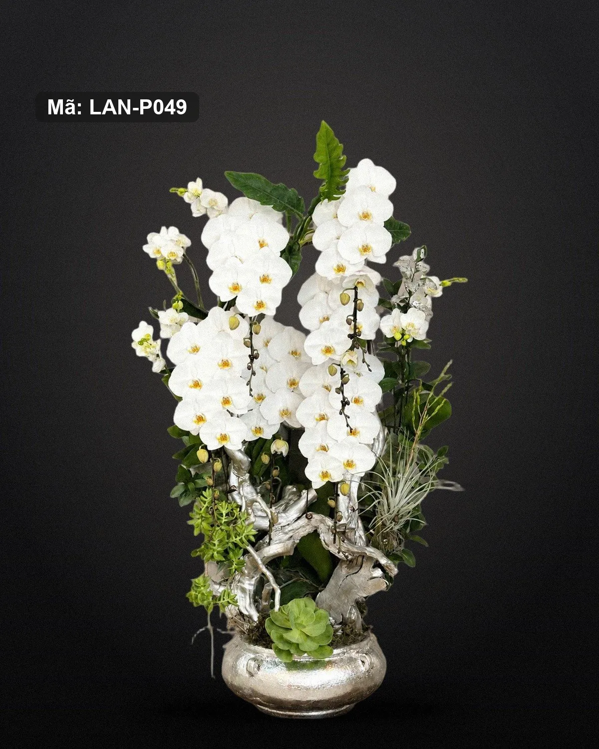 Chậu lan hồ điệp trắng — LAN-P049