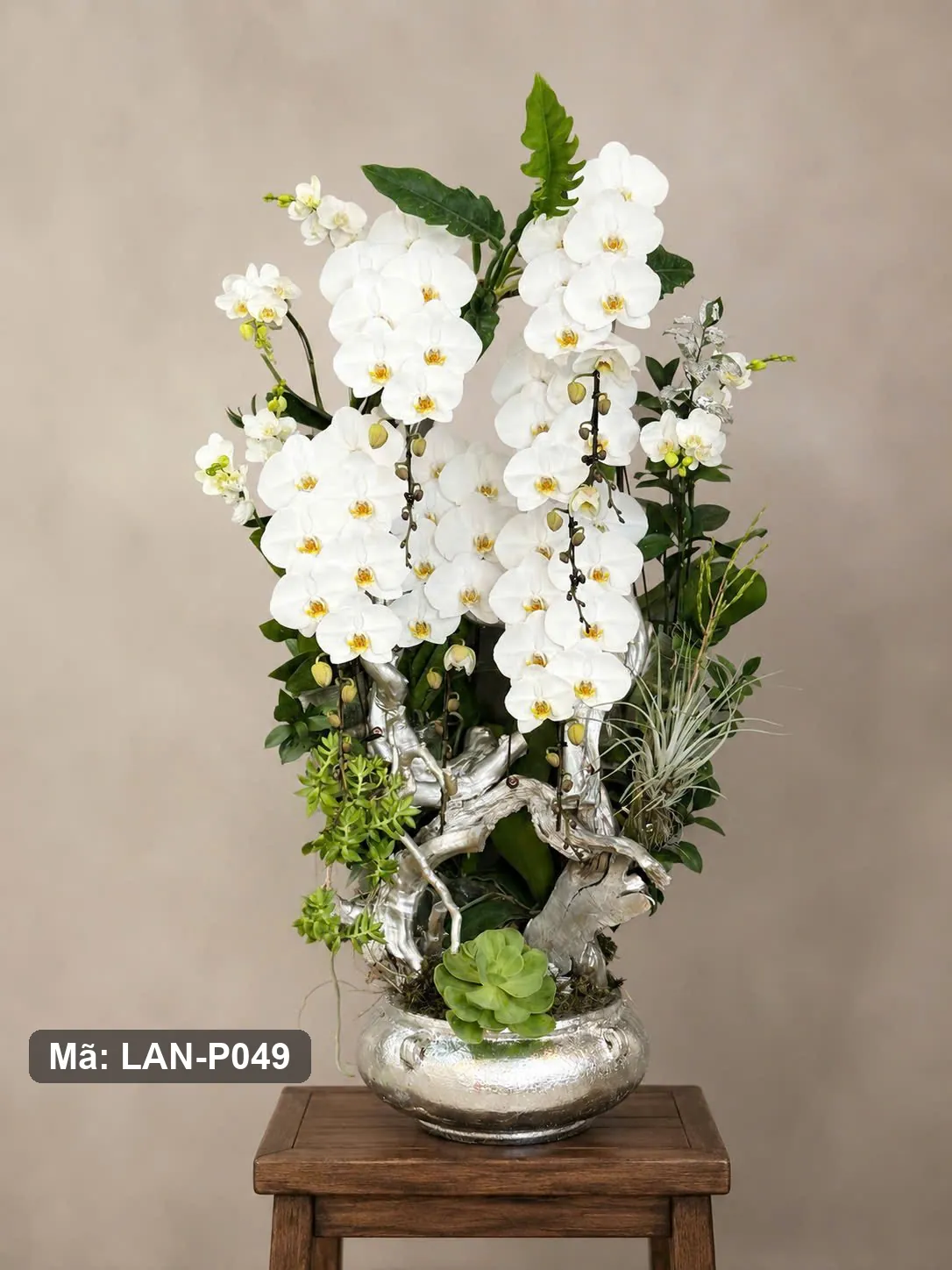 Chậu lan hồ điệp trắng — LAN-P049 — góc khác