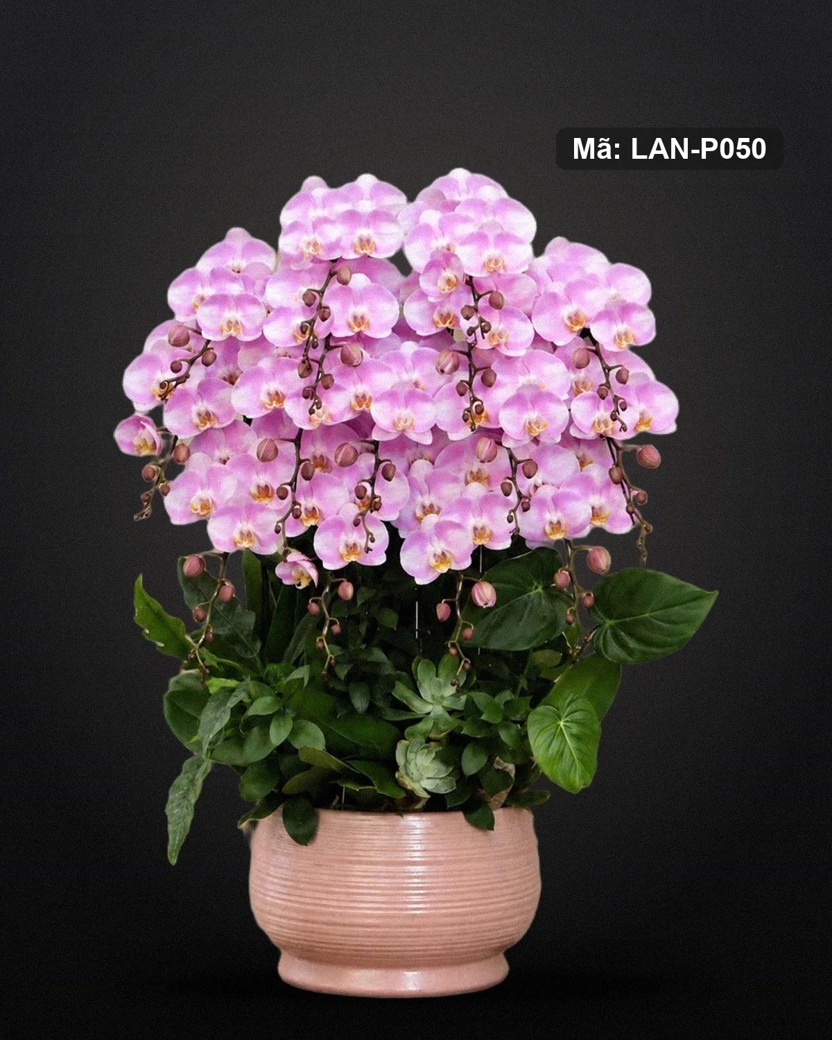 Chậu lan hồ điệp hồng — LAN-P050