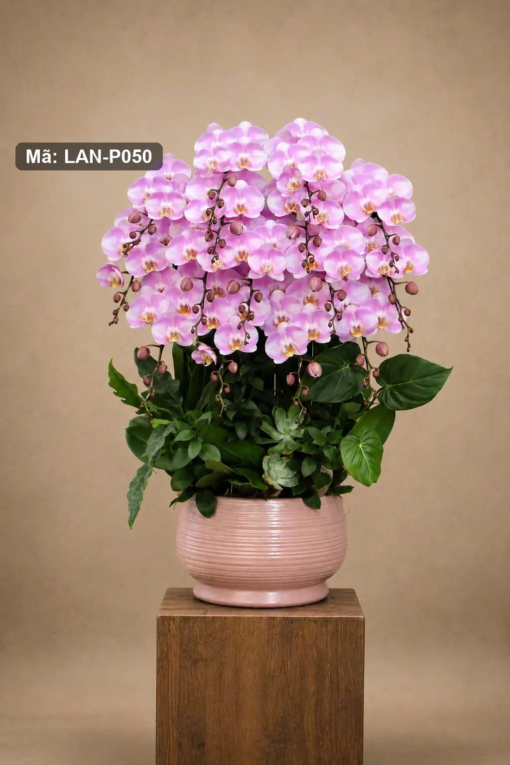 Chậu lan hồ điệp hồng — LAN-P050 — góc khác