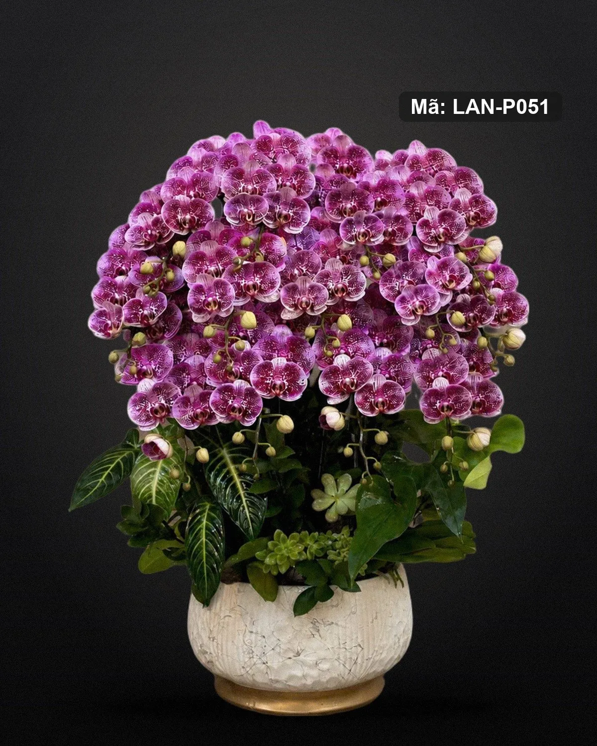 Chậu lan hồ điệp tím đốm — LAN-P051