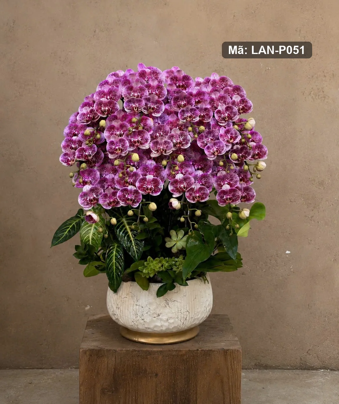 Chậu lan hồ điệp tím đốm — LAN-P051 — góc khác