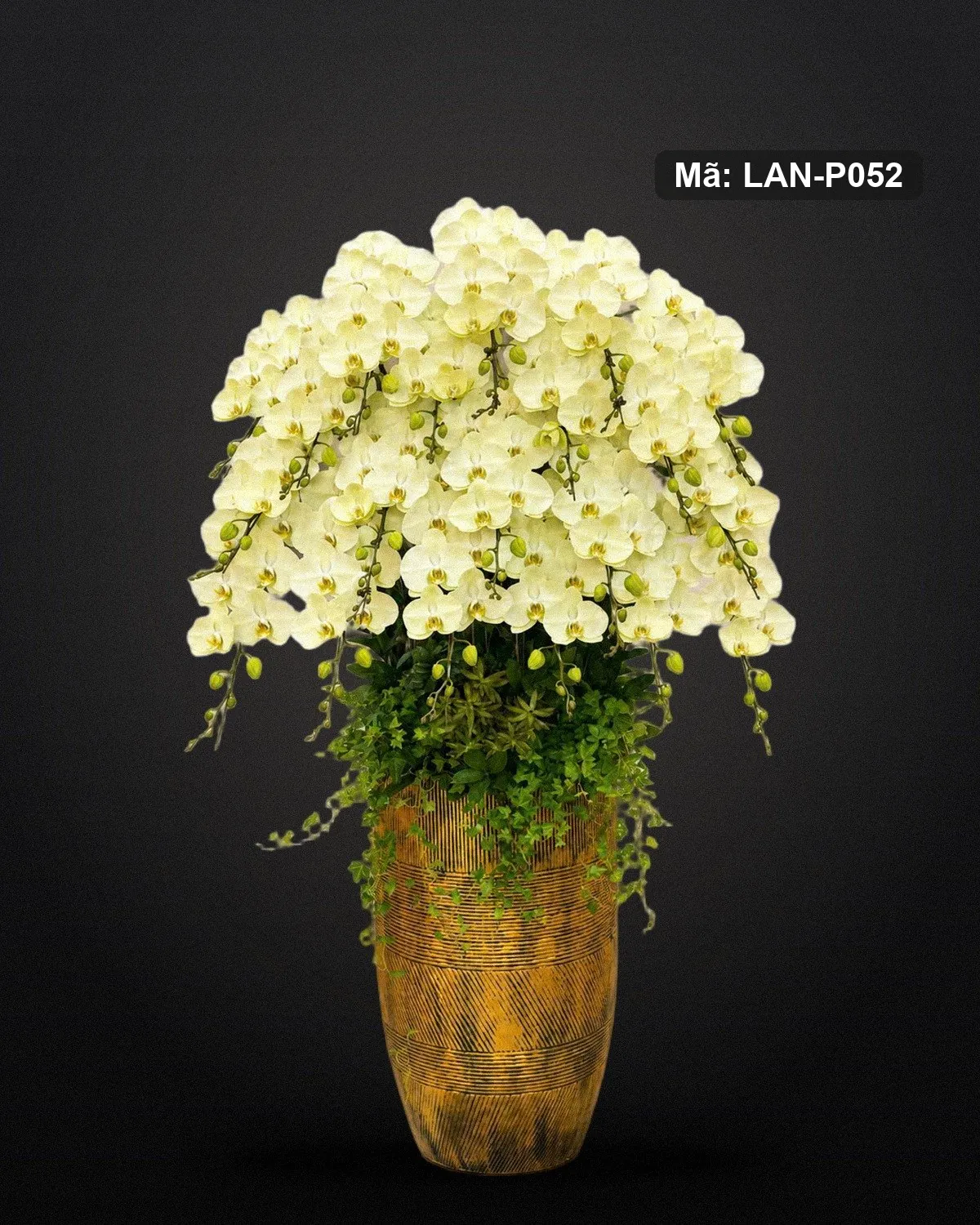 Chậu lan hồ điệp vàng chanh — LAN-P052