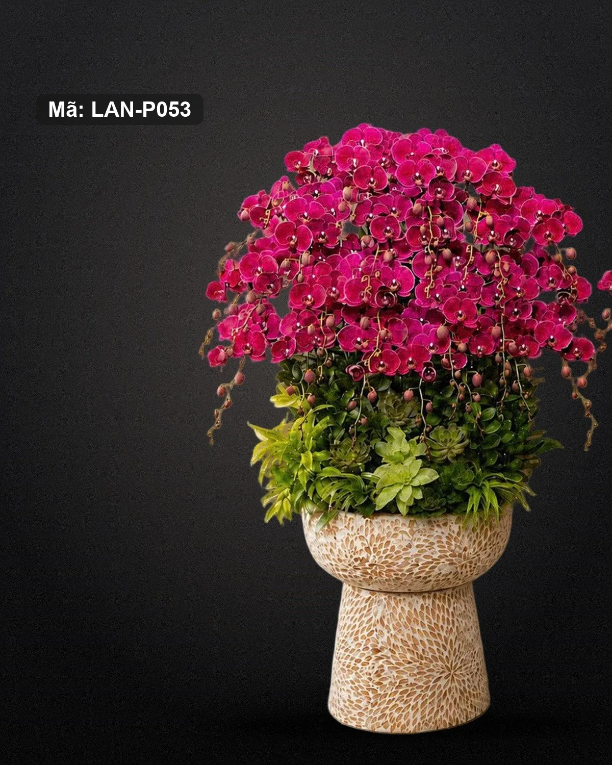 Chậu lan hồ điệp đỏ hồng — LAN-P053 - Ảnh 1