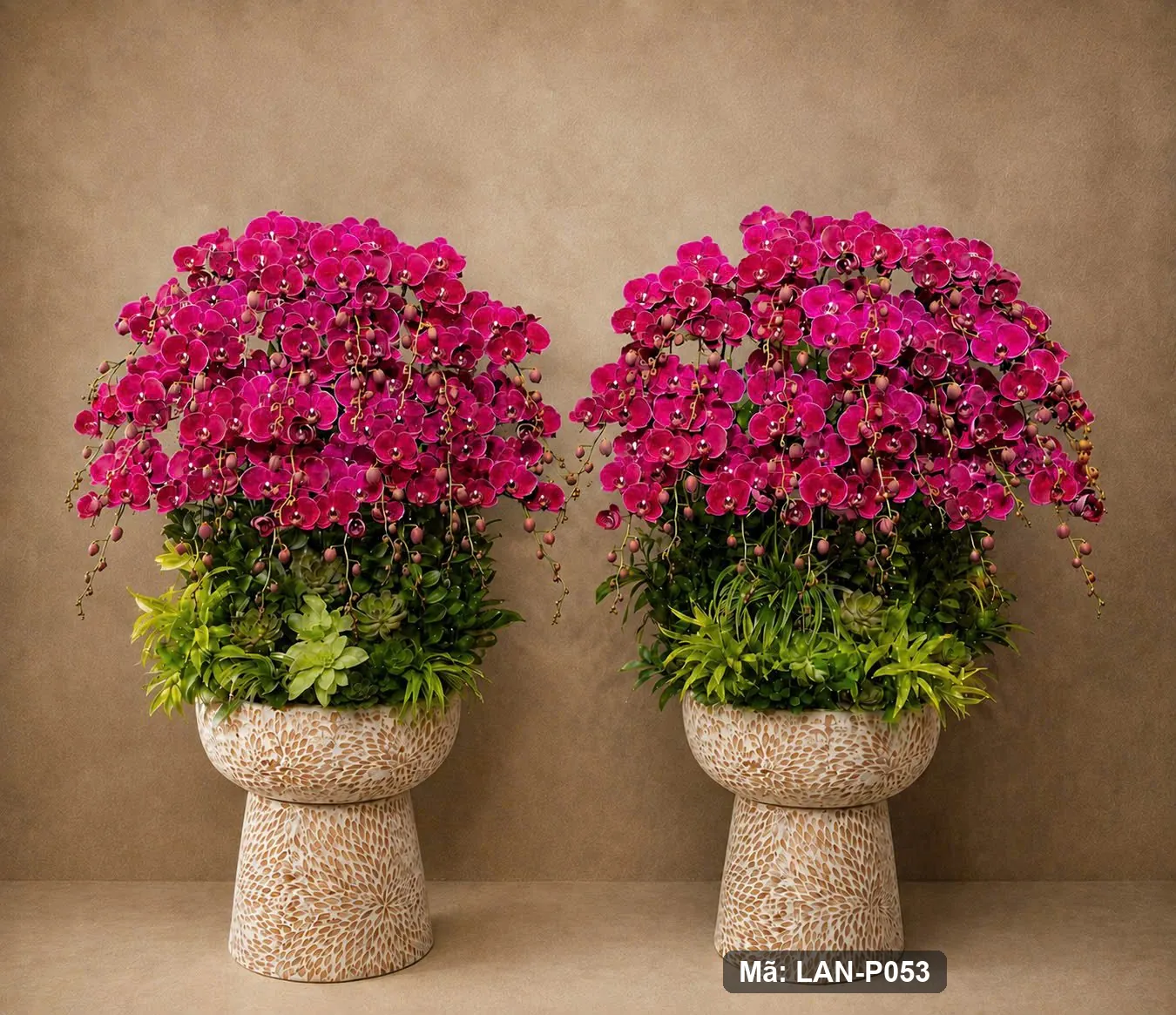 Chậu lan hồ điệp đỏ hồng — LAN-P053 - Thumbnail 2