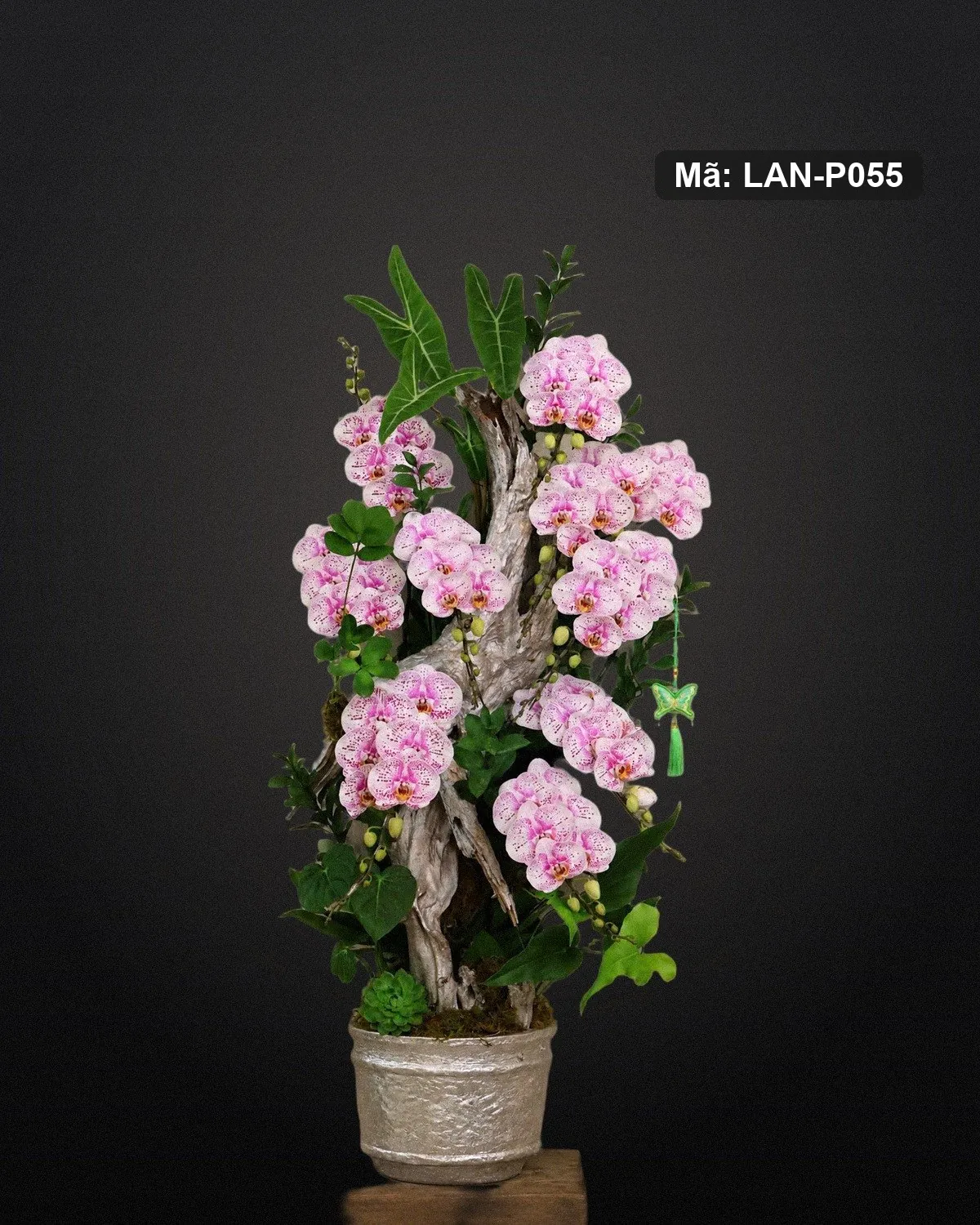 Chậu lan hồ điệp hồng đốm thân lũa — LAN-P055