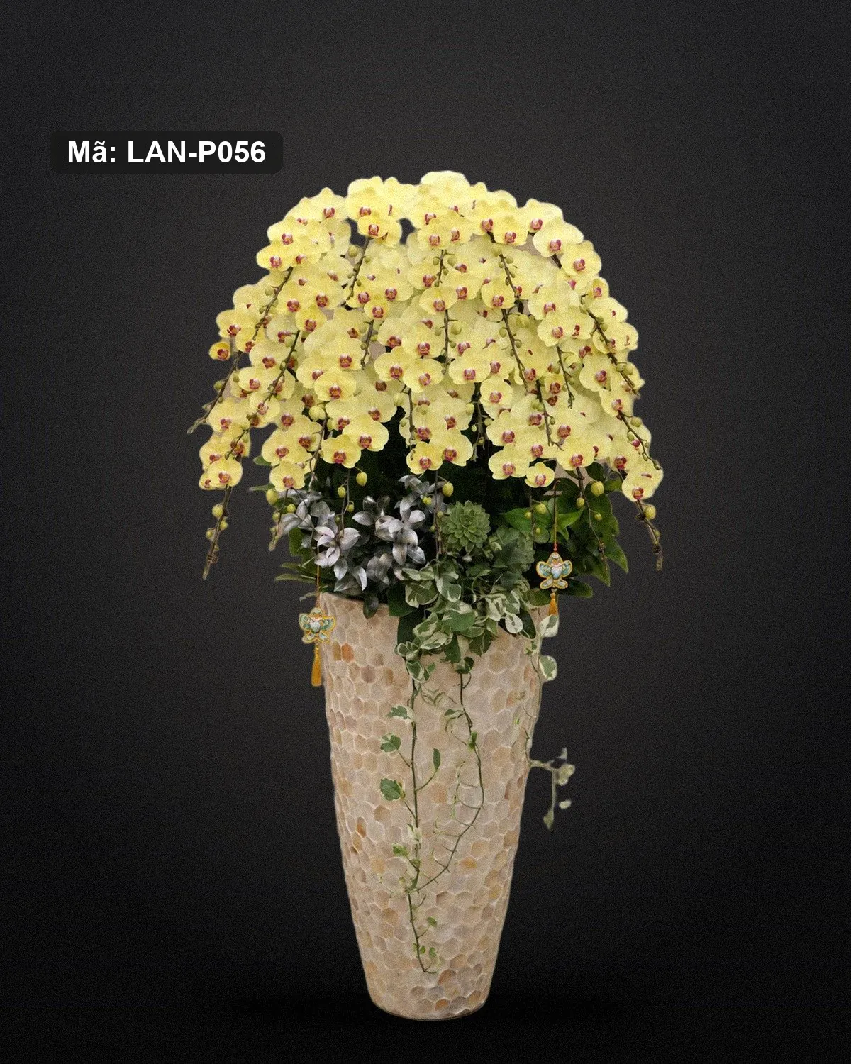 Chậu lan hồ điệp vàng — LAN-P056