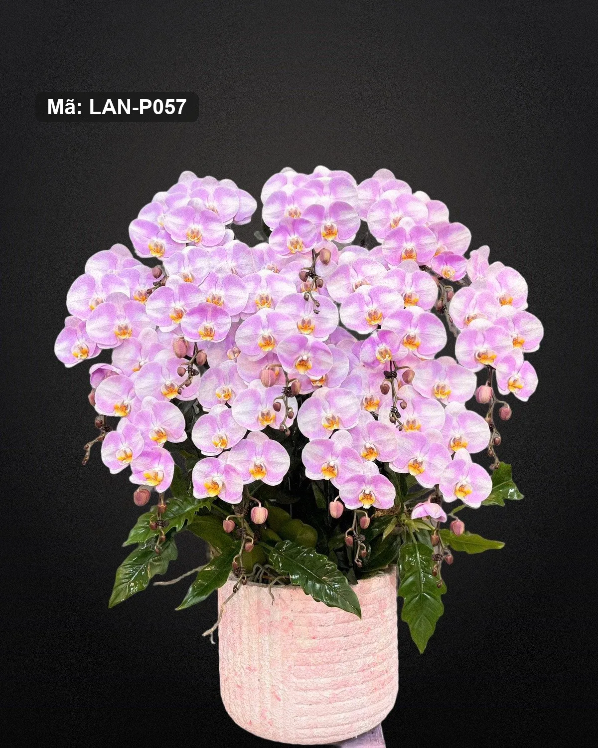 Chậu lan hồ điệp hồng phấn — LAN-P057