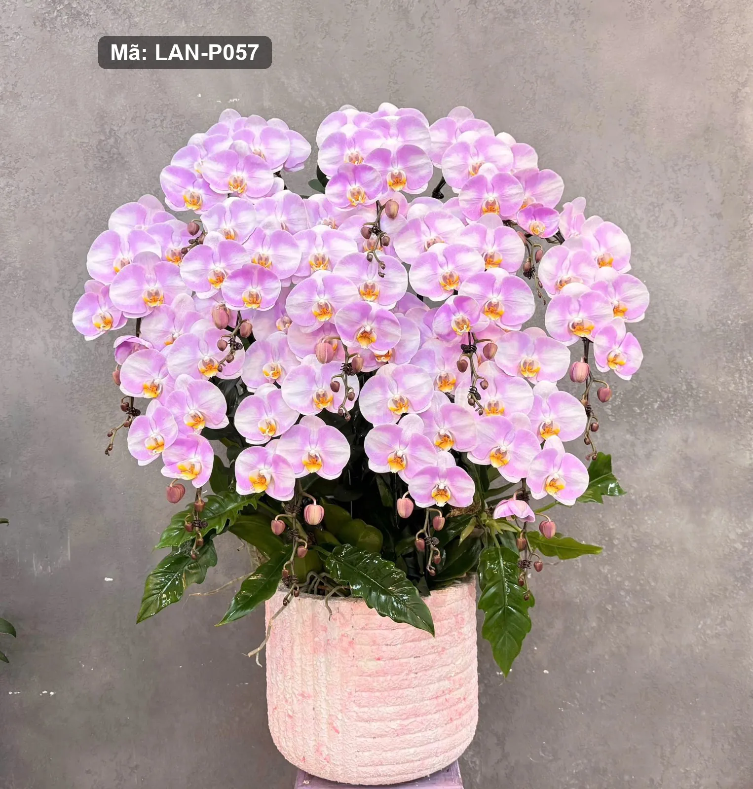 Chậu lan hồ điệp hồng phấn — LAN-P057 — góc khác