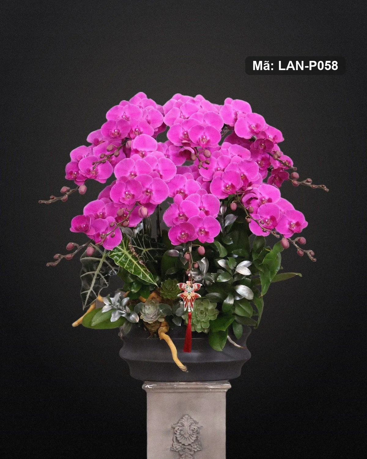 Chậu lan hồ điệp hồng sen — LAN-P058