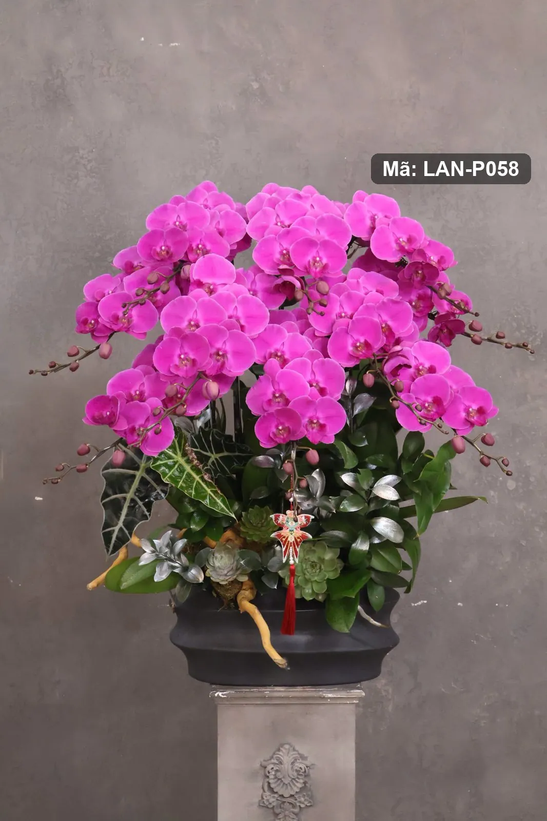 Chậu lan hồ điệp hồng sen — LAN-P058 — góc khác