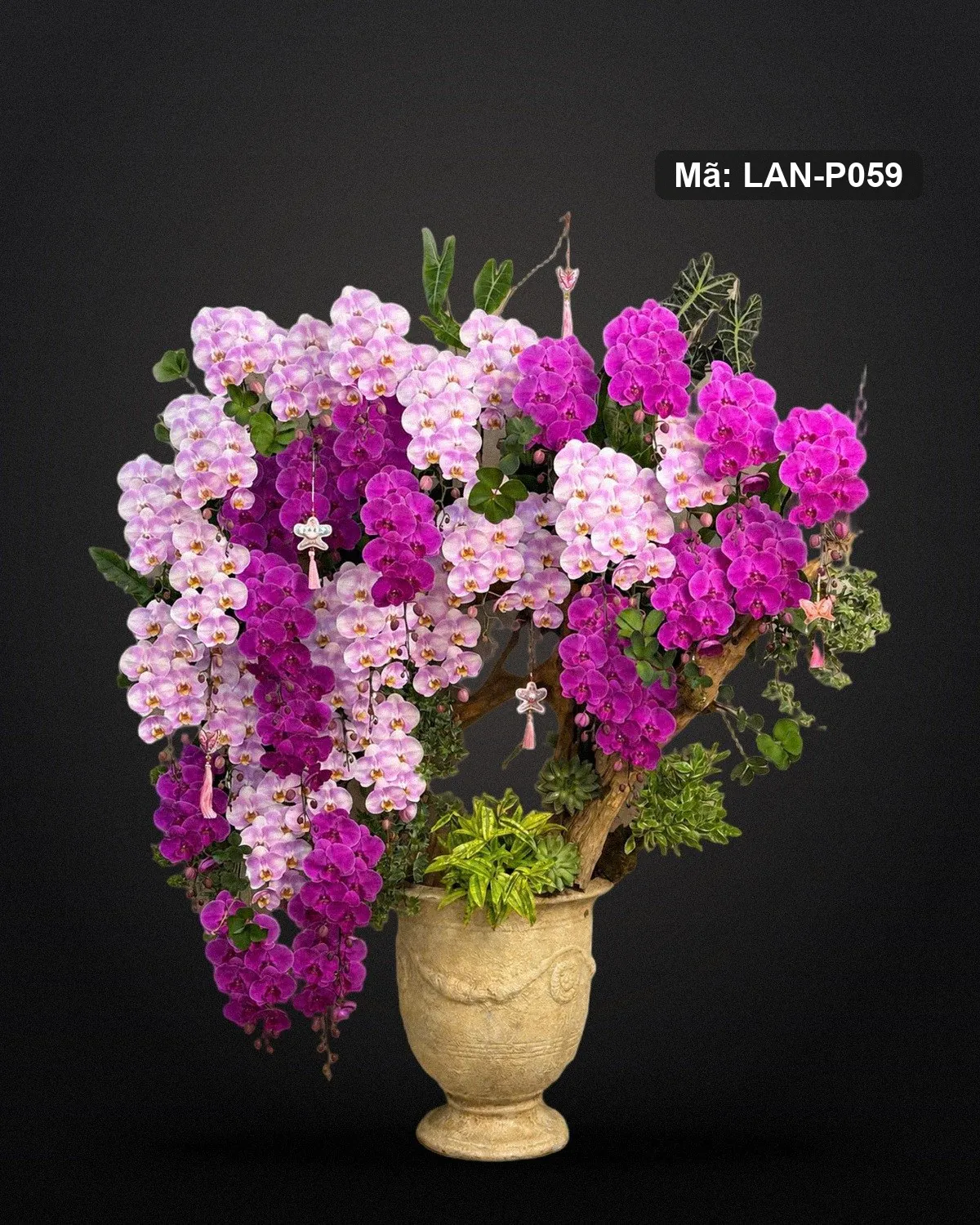 Lan hồ điệp