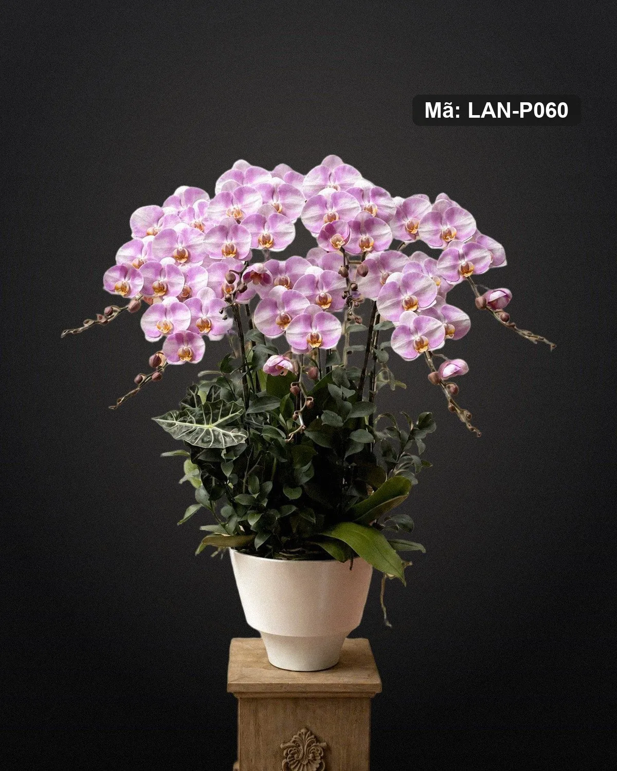 Chậu lan hồ điệp hồng — LAN-P060