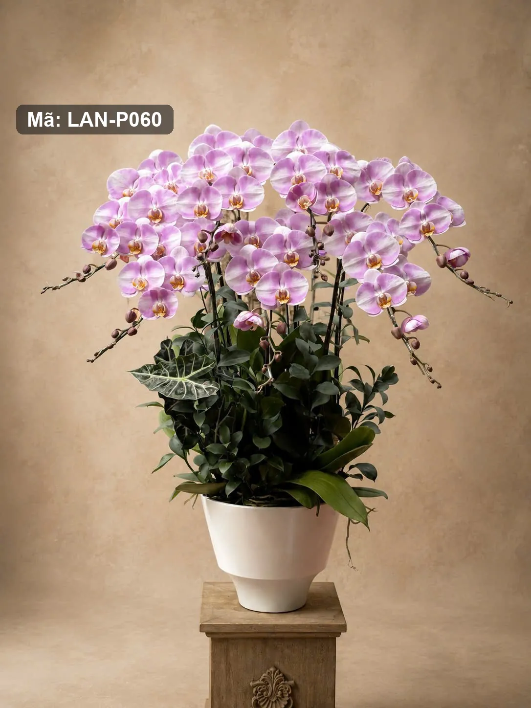 Chậu lan hồ điệp hồng — LAN-P060 — góc khác