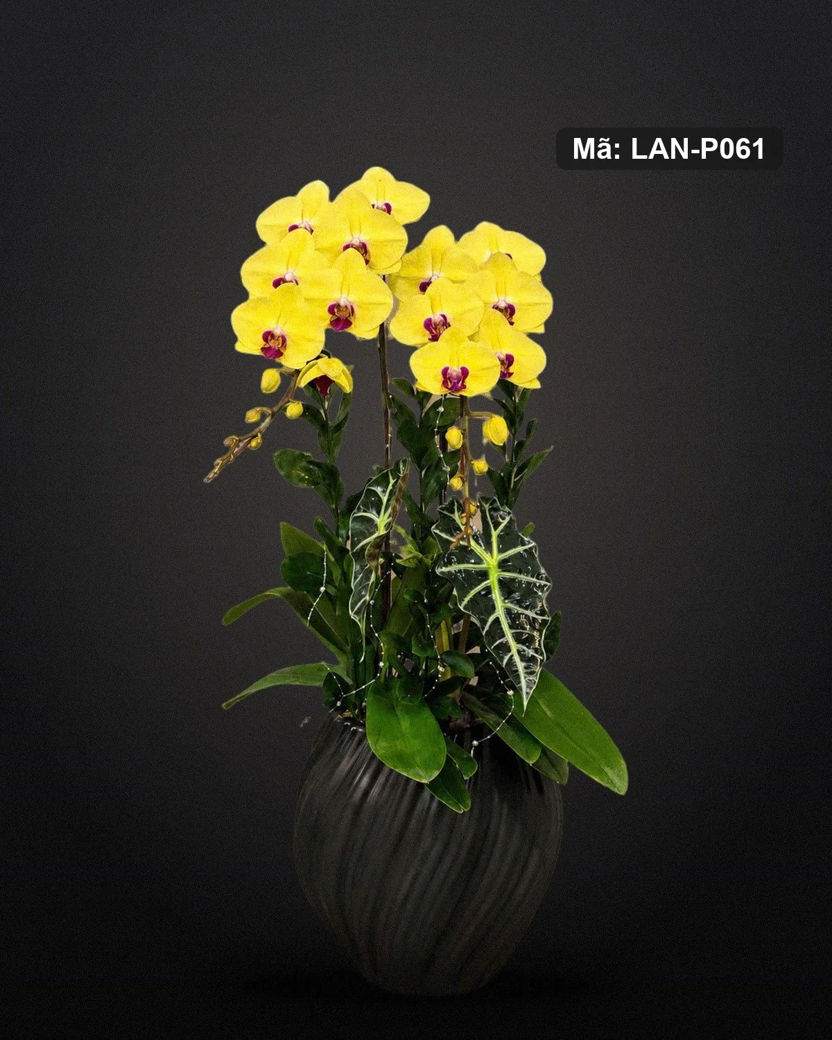Chậu lan hồ điệp vàng — LAN-P061
