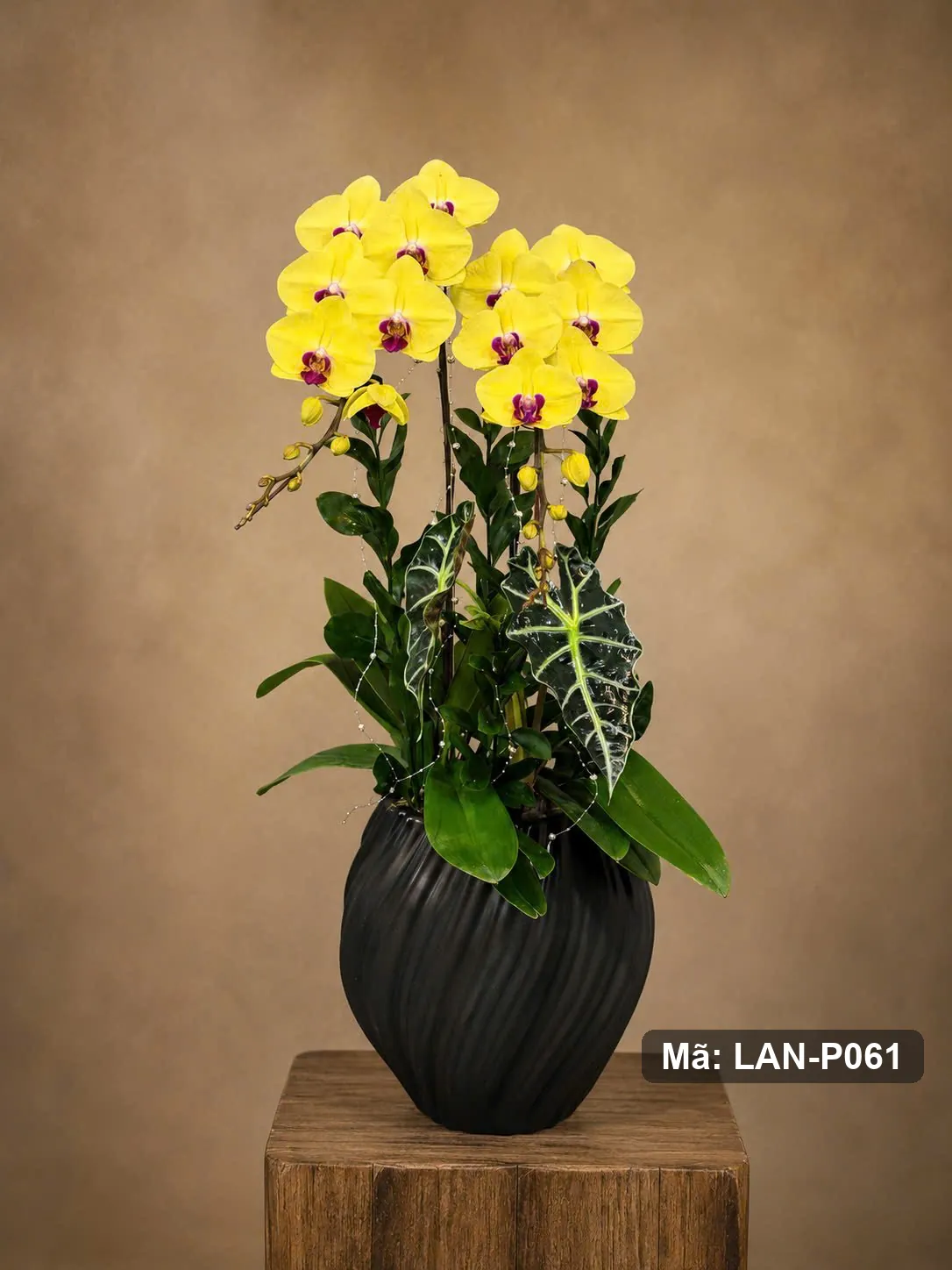 Chậu lan hồ điệp vàng — LAN-P061 — góc khác