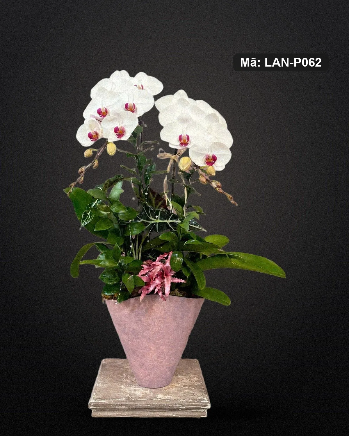 Chậu lan hồ điệp trắng — LAN-P062