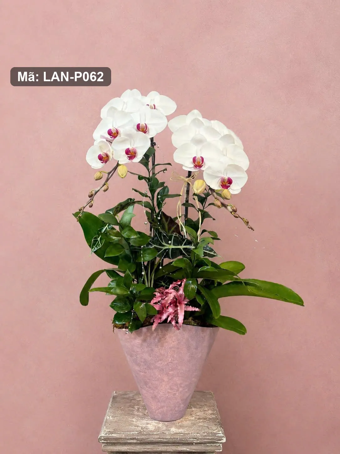 Chậu lan hồ điệp trắng — LAN-P062 — góc khác