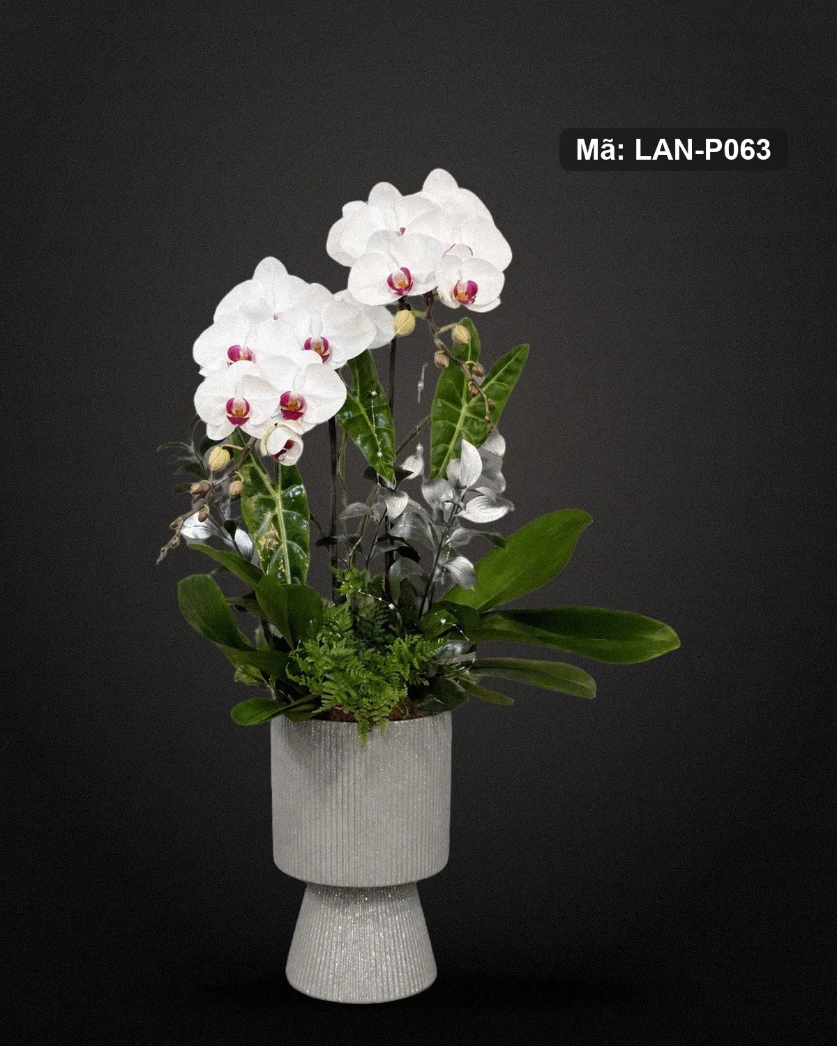 Chậu lan hồ điệp trắng — LAN-P063 - Ảnh 1