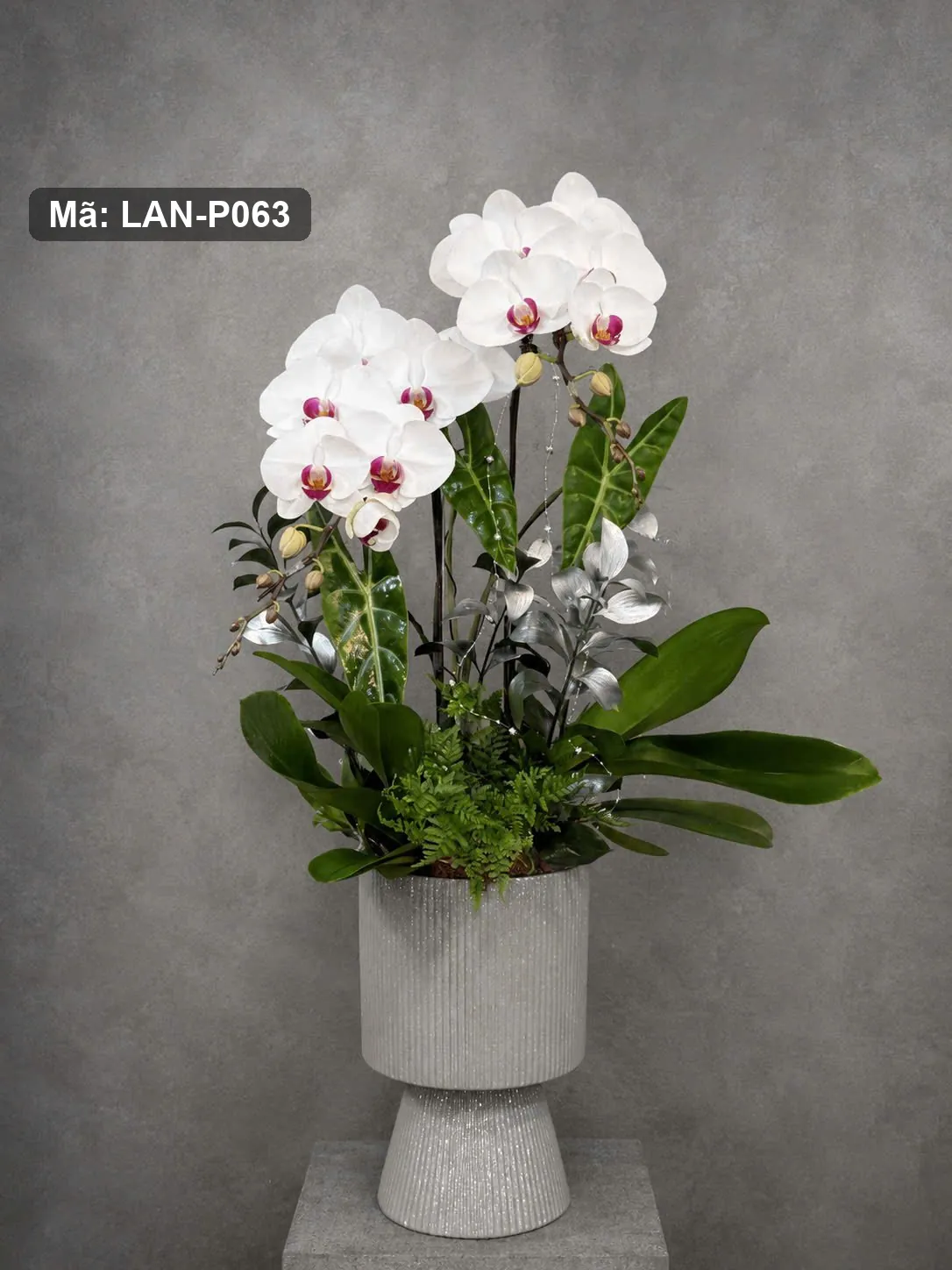 Pot anggrek phalaenopsis putih — LAN-P063 2