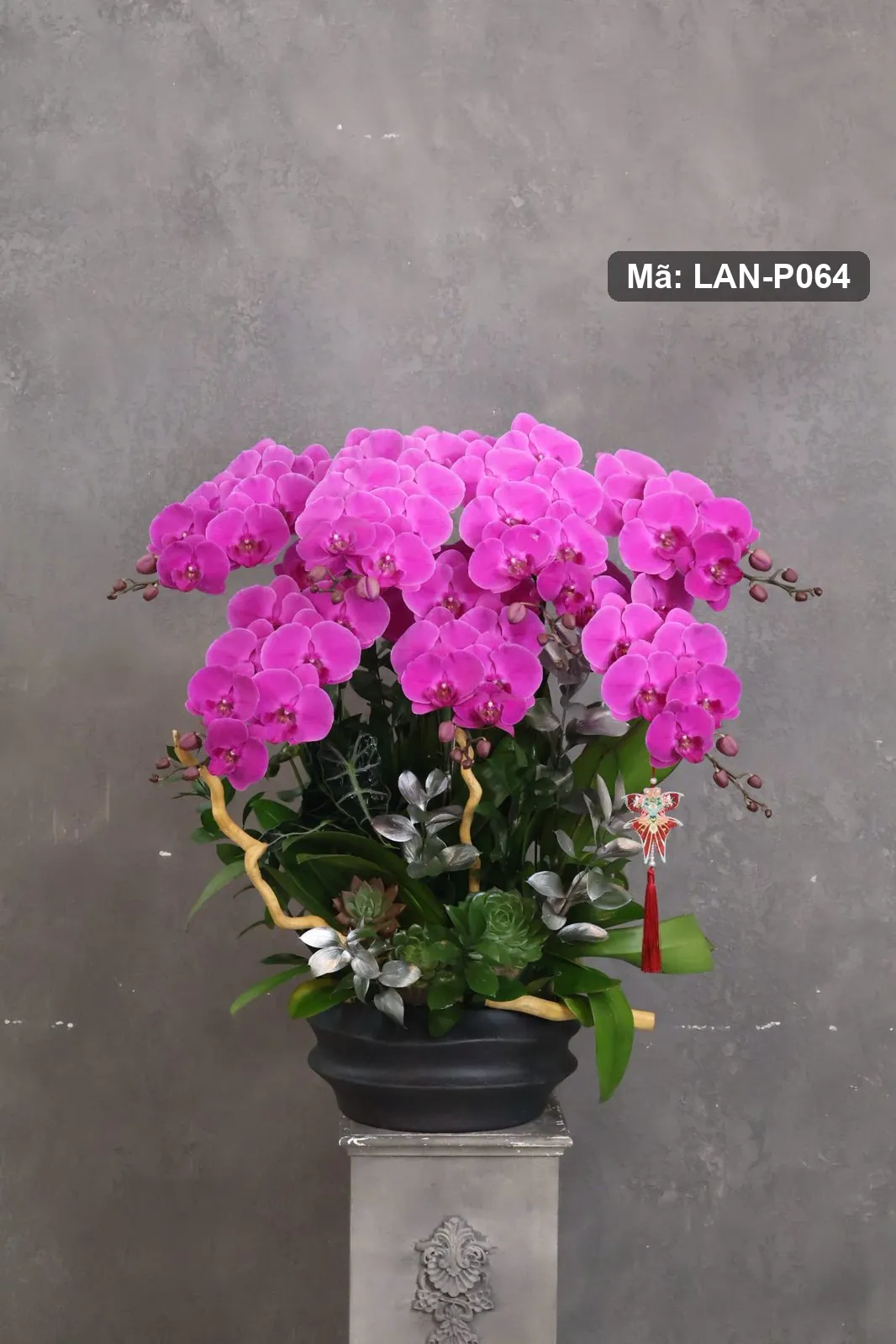 Chậu lan hồ điệp hồng sen — LAN-P064 — góc khác