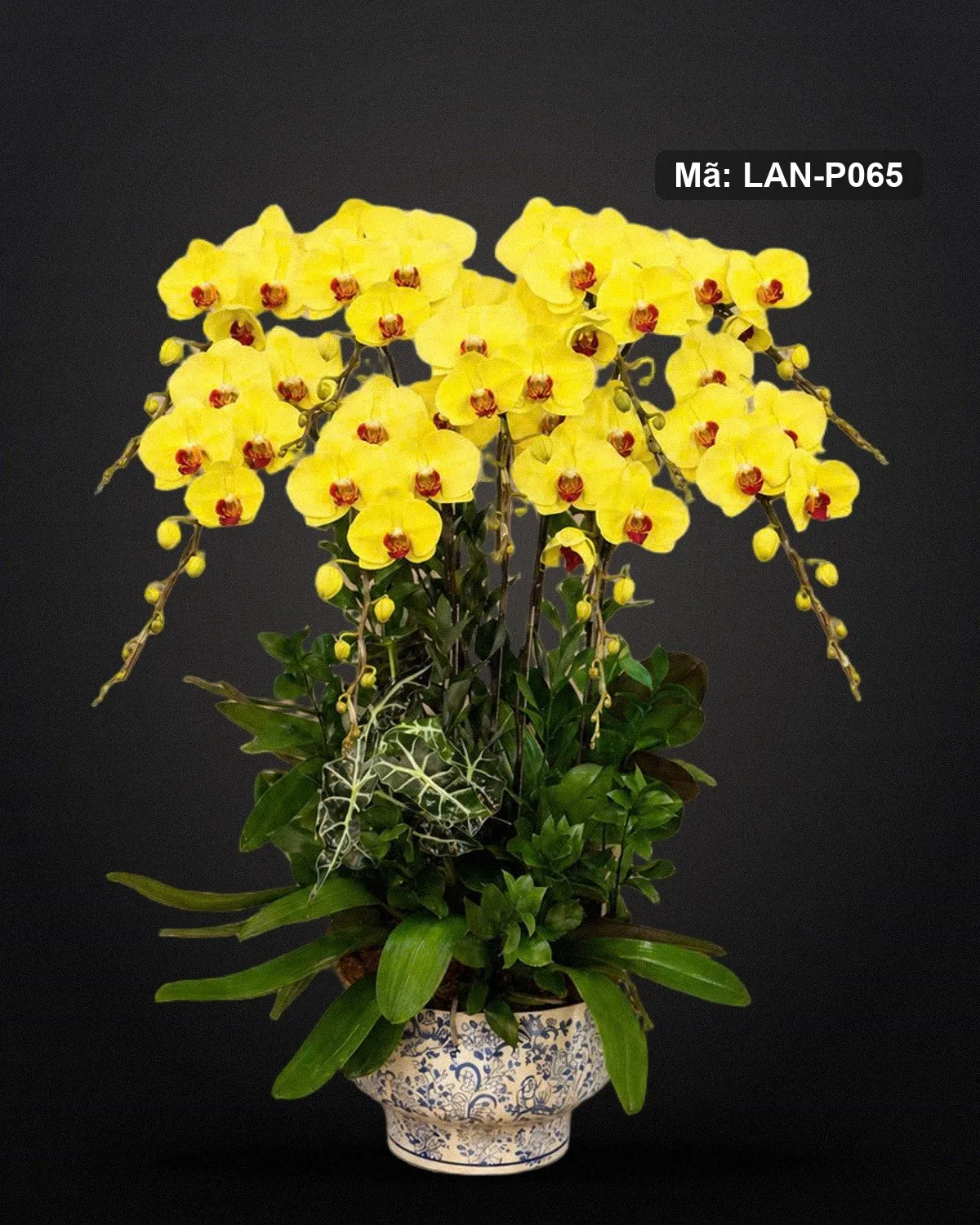 Chậu lan hồ điệp vàng — LAN-P065