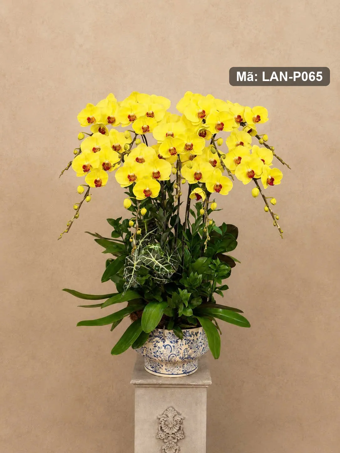 Chậu lan hồ điệp vàng — LAN-P065 — góc khác