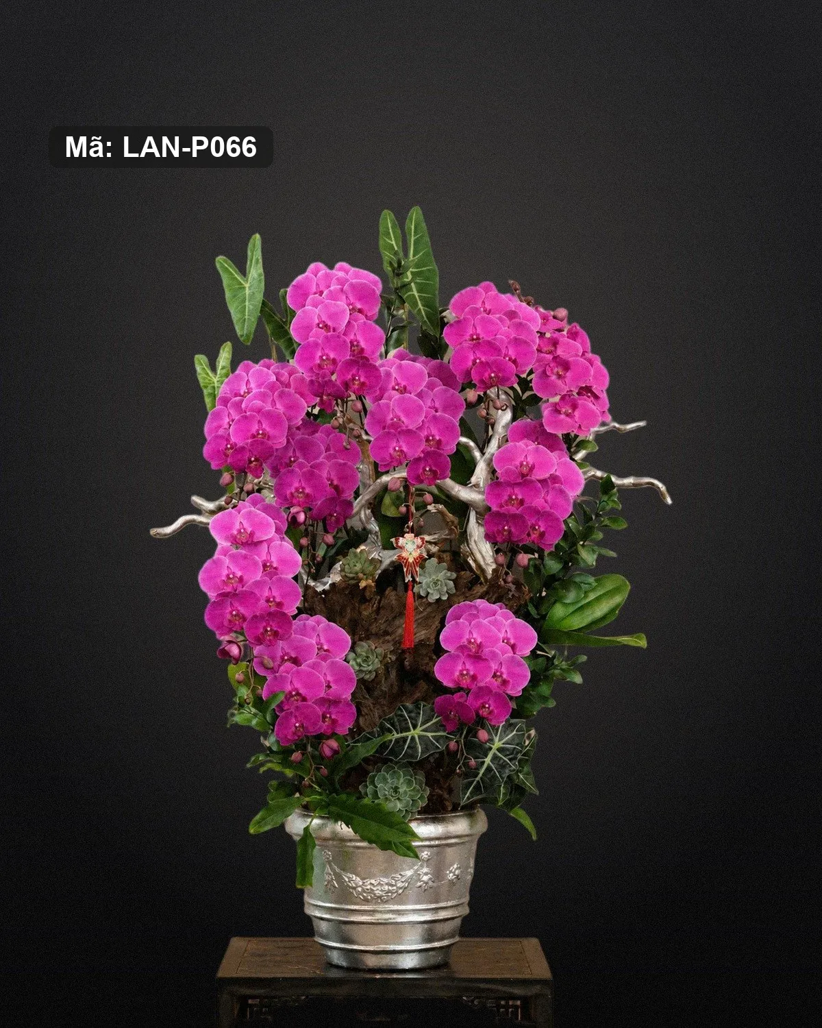Chậu lan hồ điệp hồng sen thân lũa — LAN-P066