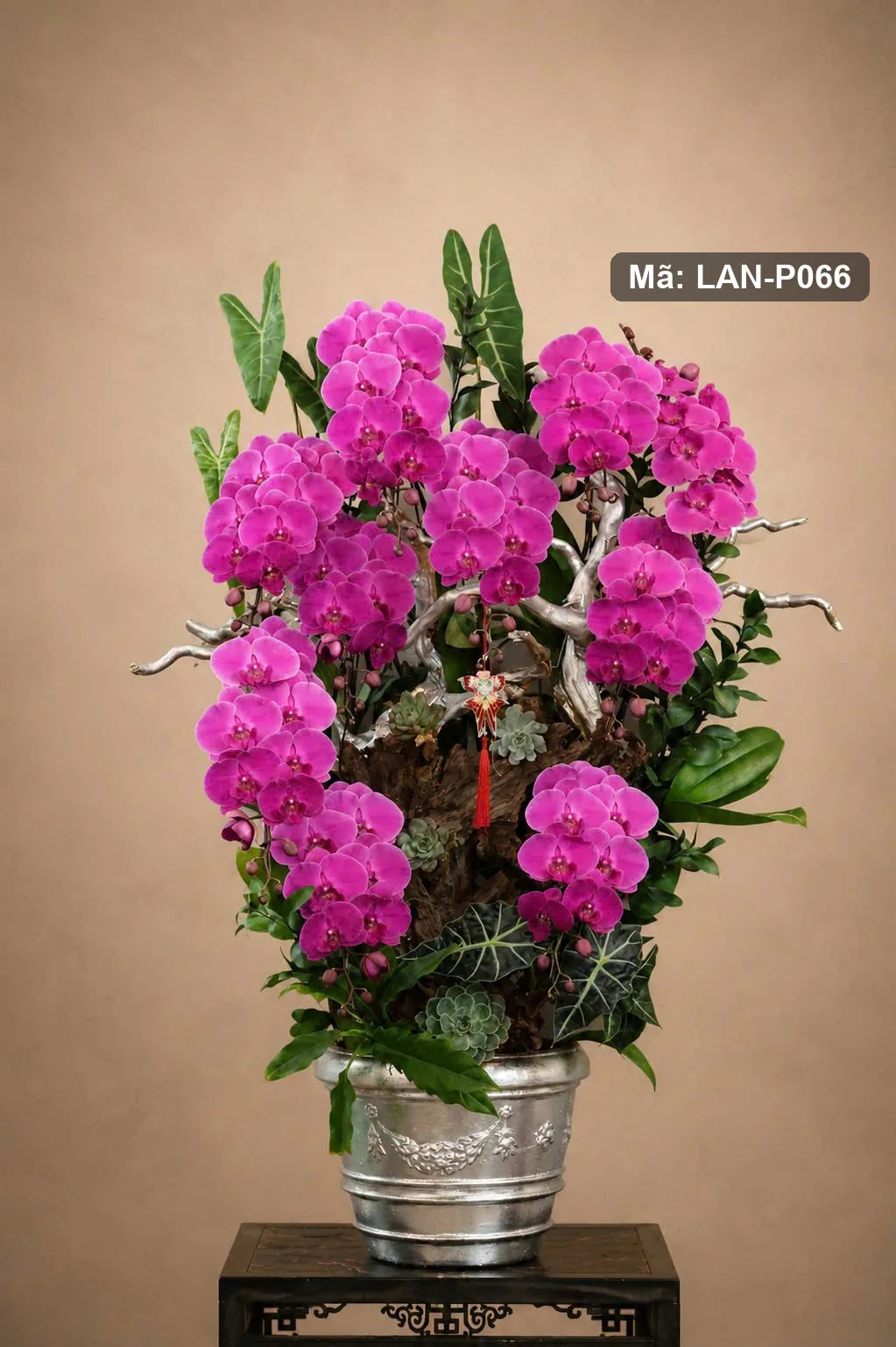 Chậu lan hồ điệp hồng sen thân lũa — LAN-P066 — góc khác