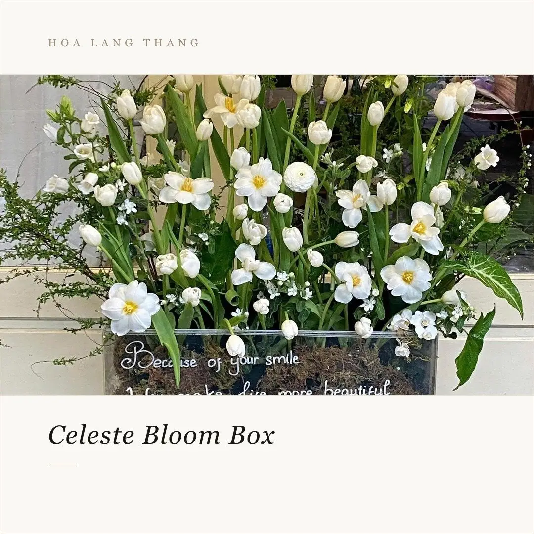 Hộp hoa Celeste Bloom Box với hoa tulip và hoa baby trắng, kiểu cắm nghệ thuật