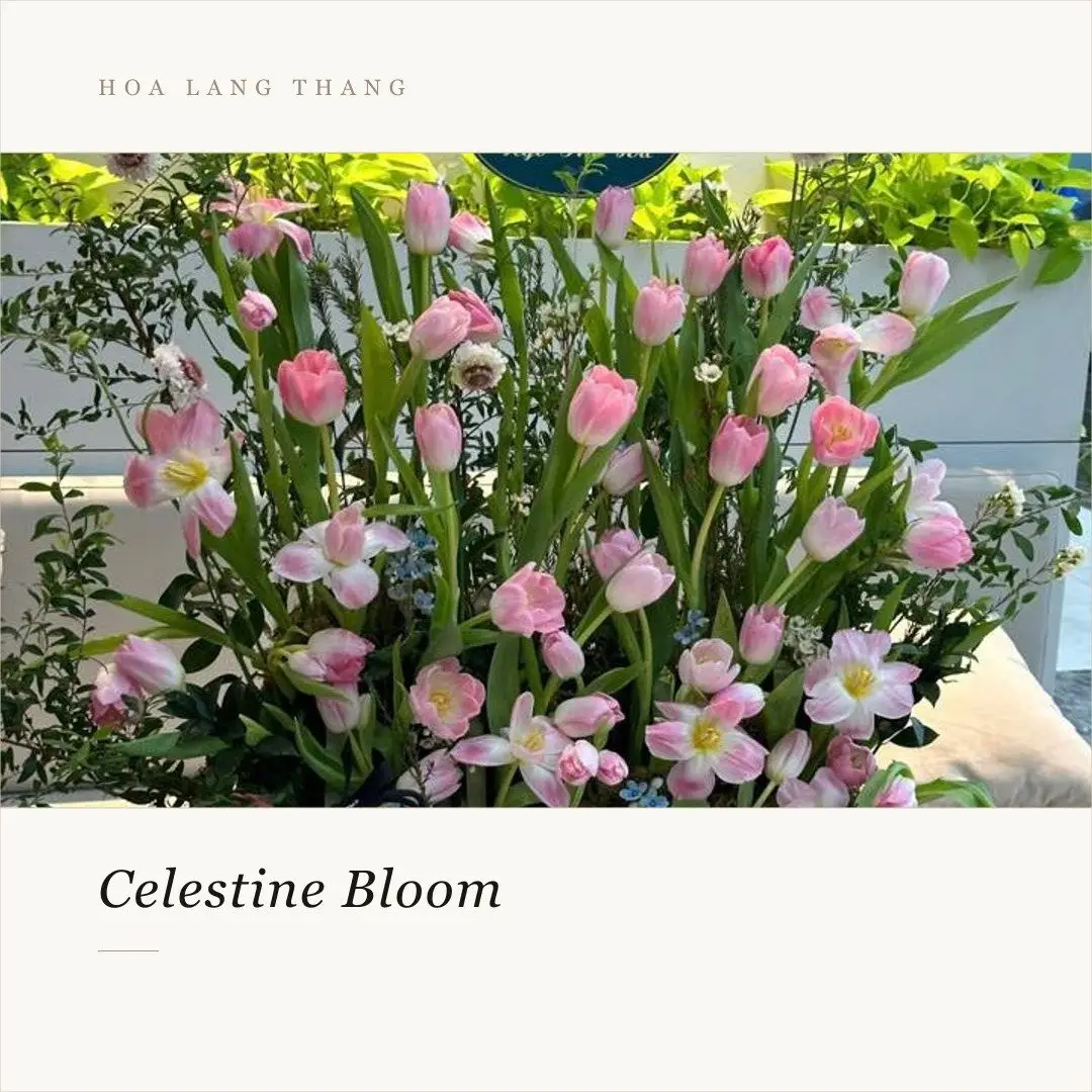 Bó hoa tulip hồng tươi mát, kết hợp cùng hoa baby, phong cách hiện đại