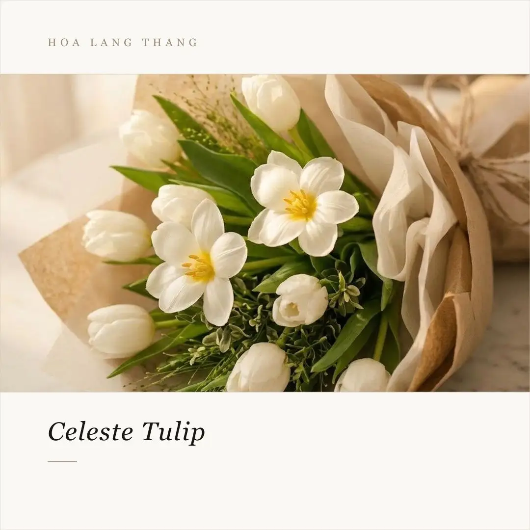 Bó hoa tulip trắng tinh khôi, kiểu cắm tự nhiên, tươi tắn