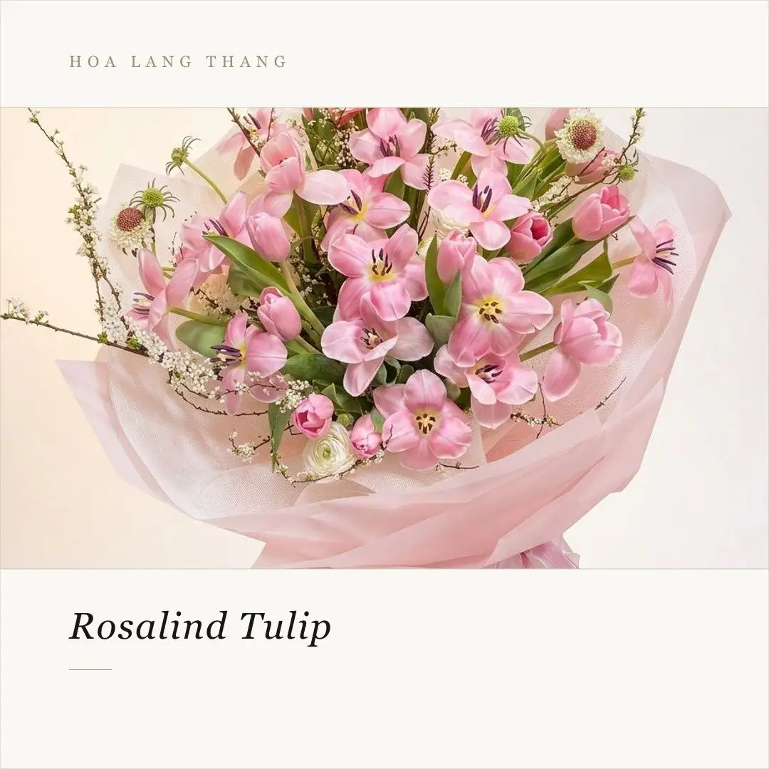 Bó hoa tulip hồng tươi đẹp, thích hợp làm quà tặng, trang trí không gian